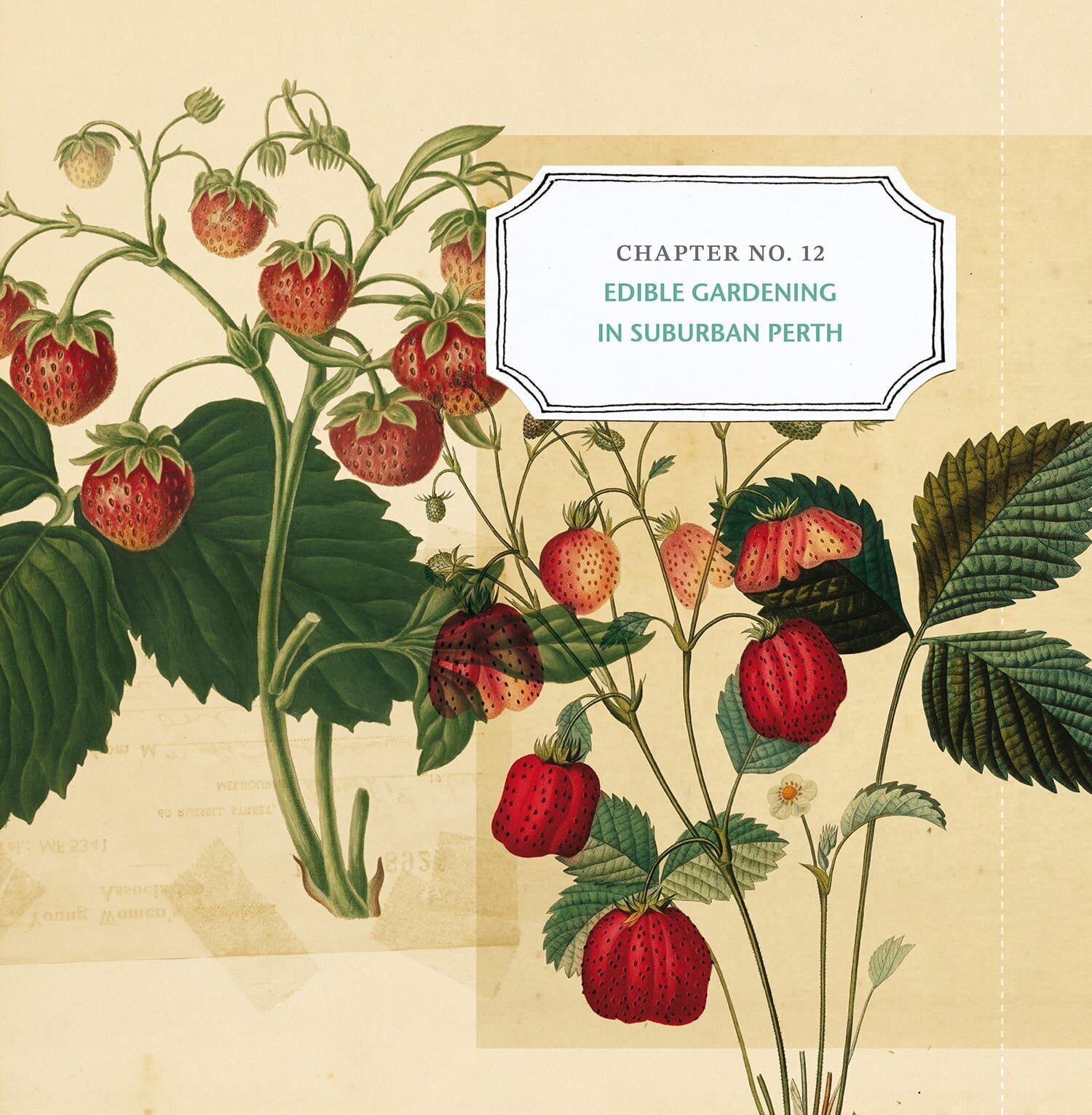 KITCHEN GARDENS_strawberries