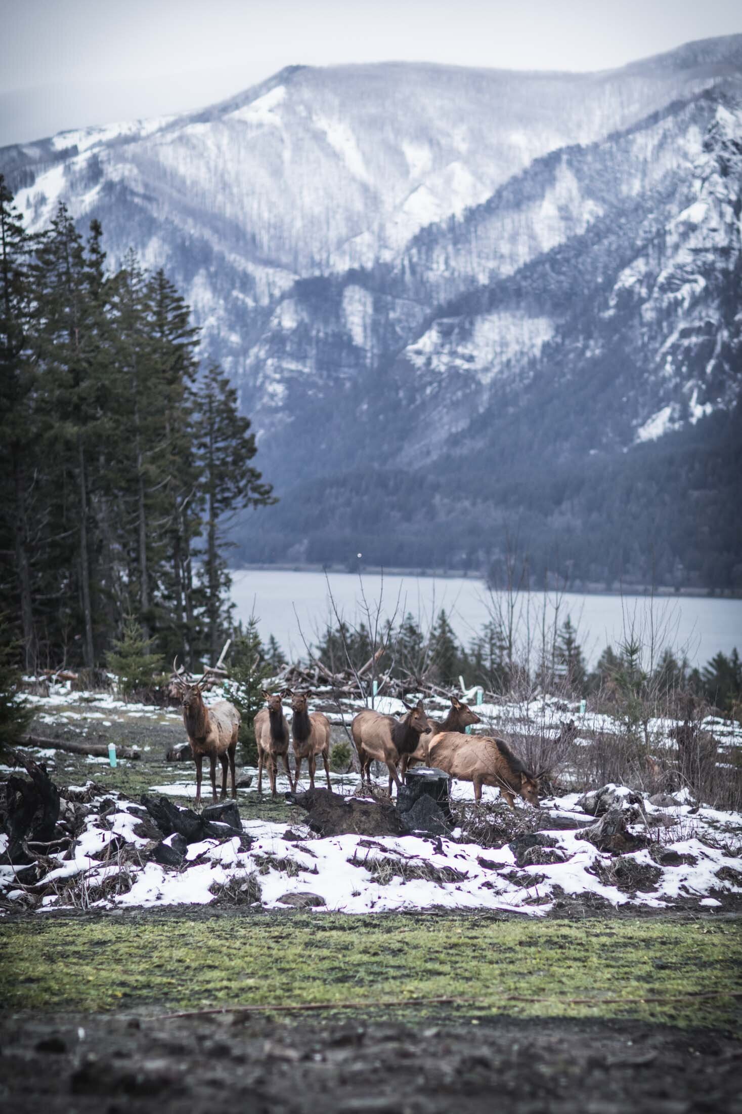 Elk Herd