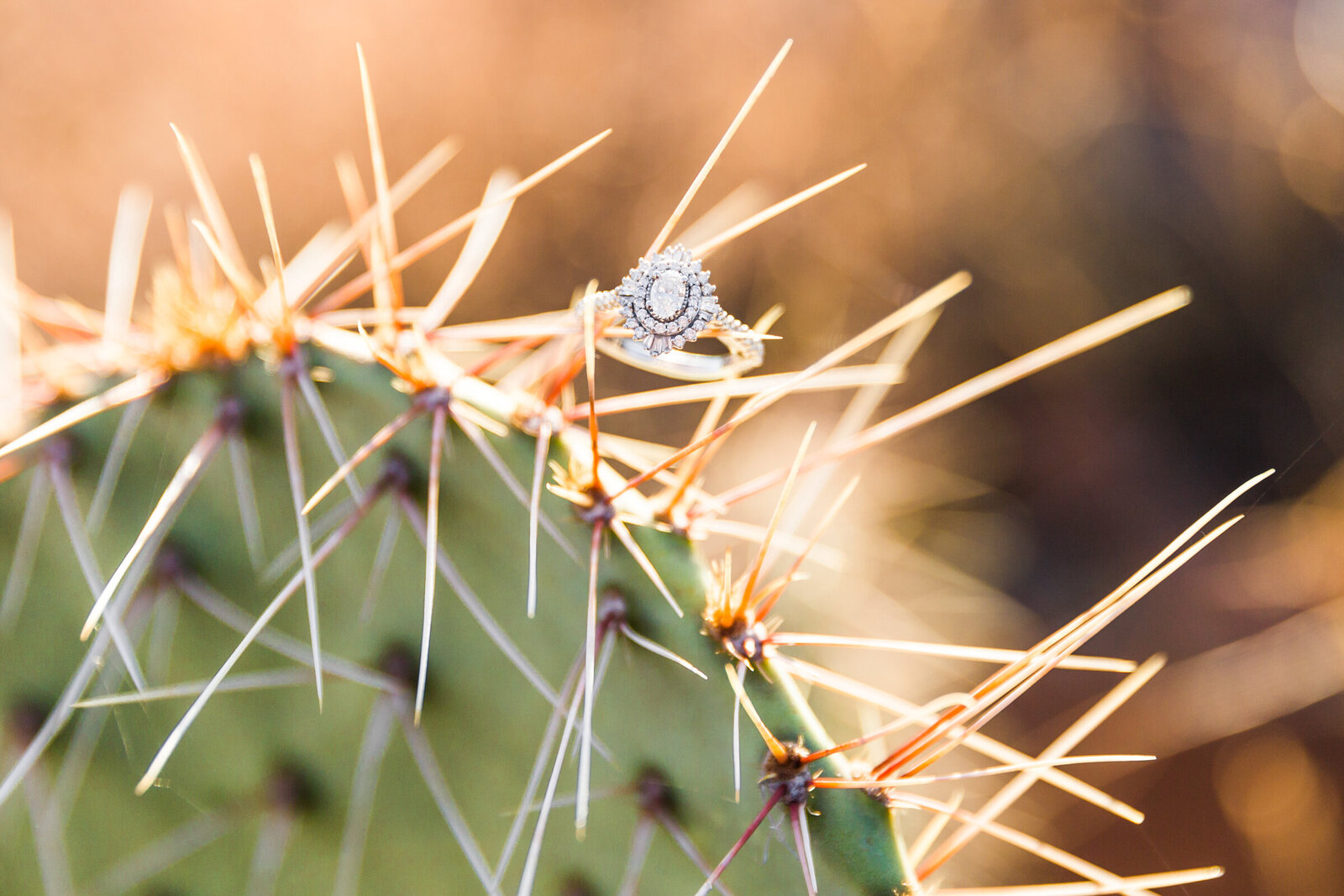 closeup of engagement ring on cactus