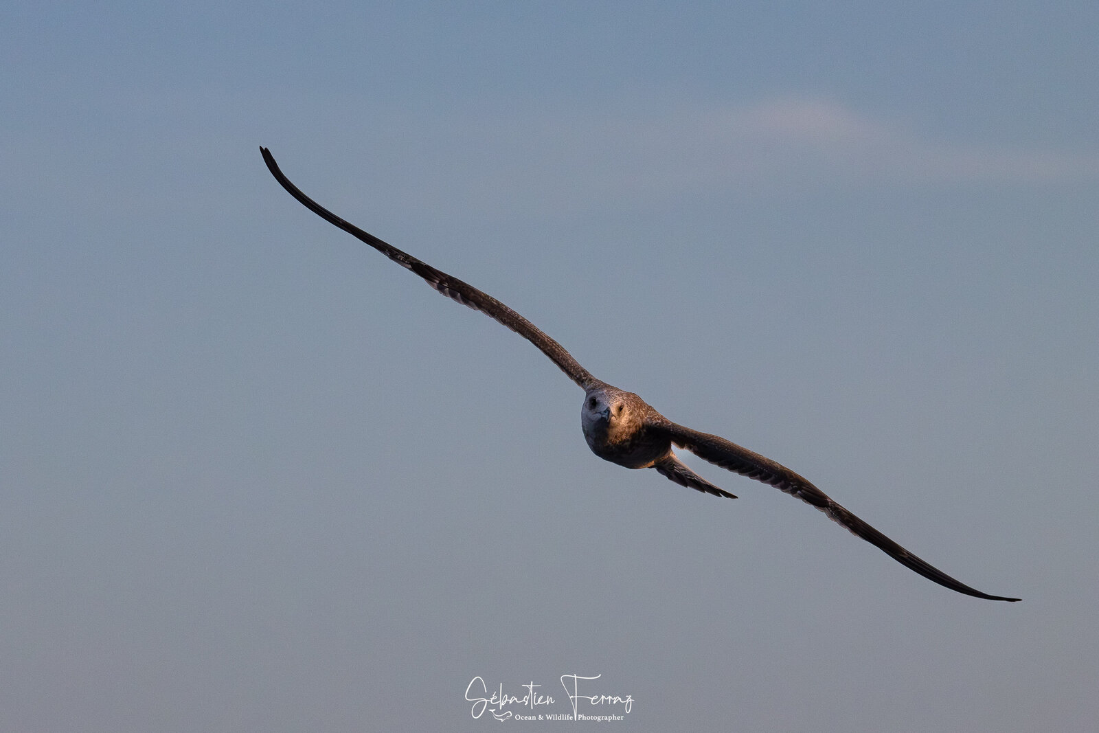 IMG_4802-Avec accentuation-Bruit