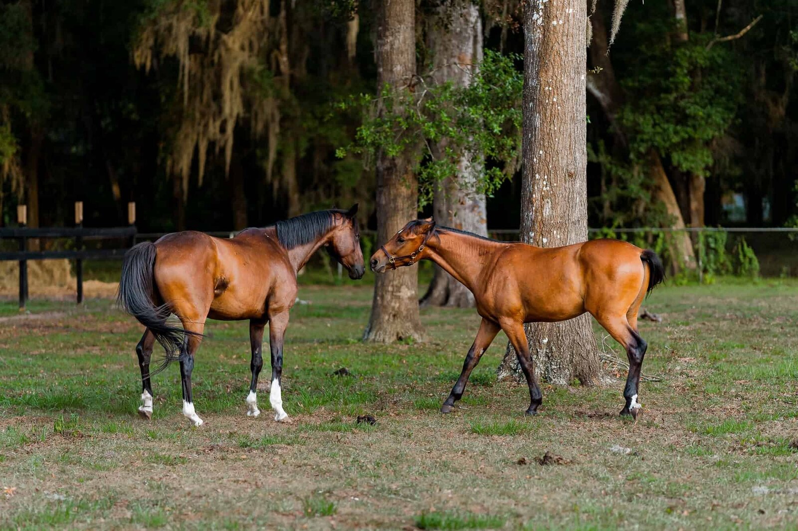 Equine Photographer in Ocala FL