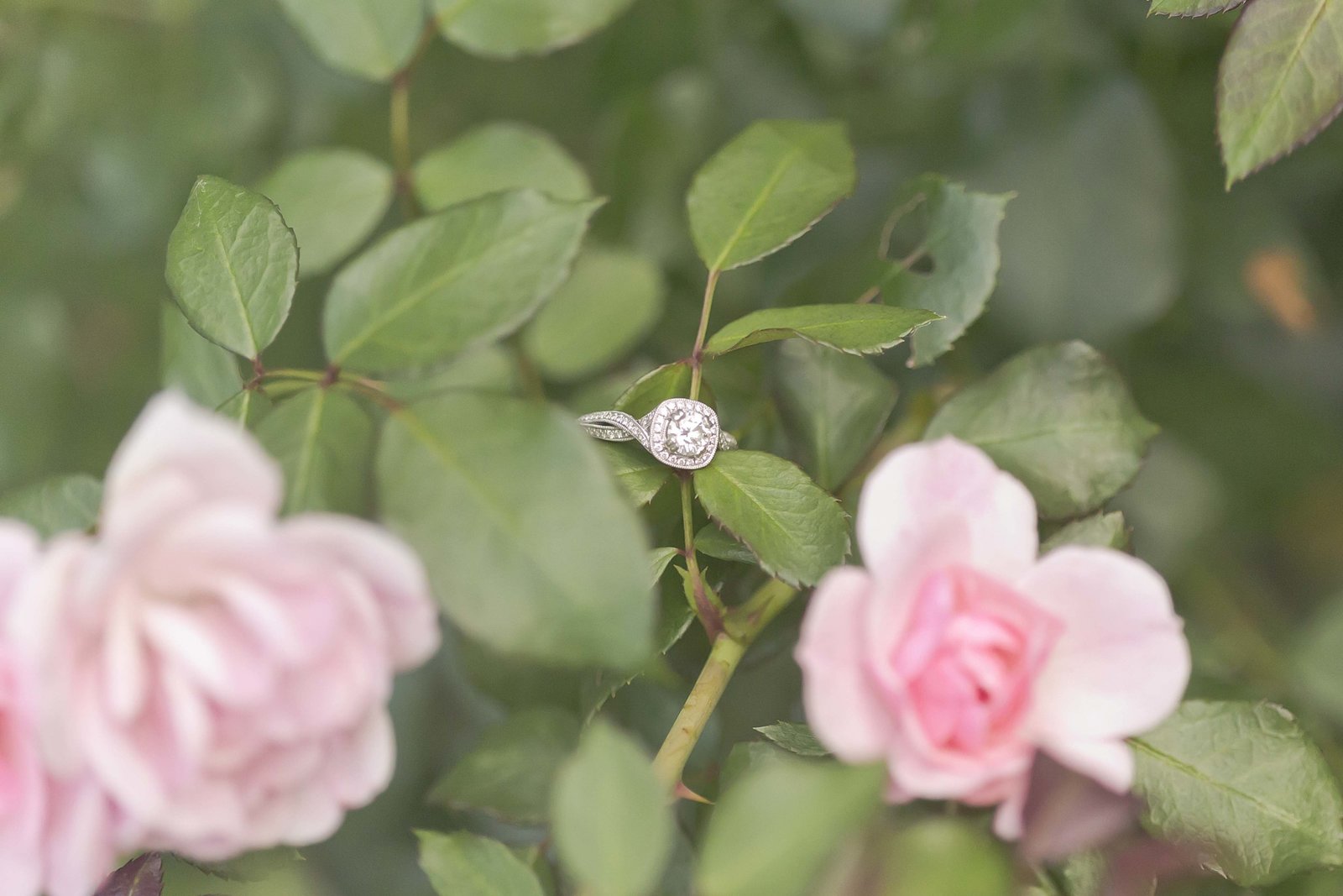 Butterfly Garden Liverpool Engagemen Session_25