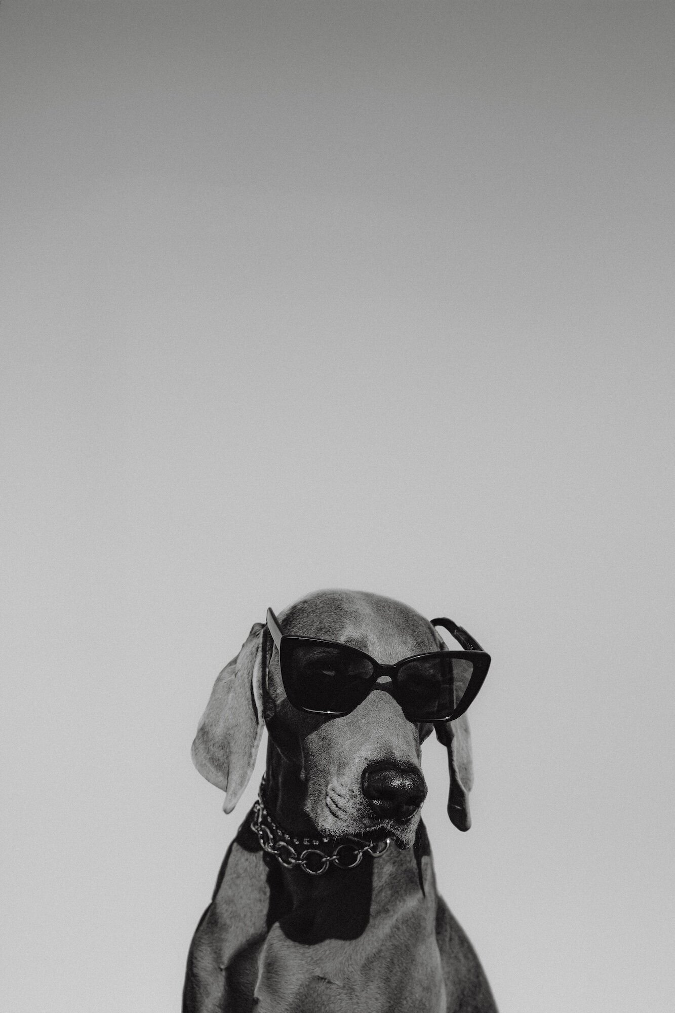 kaboompics_canine-couture-paws-and-style-32969