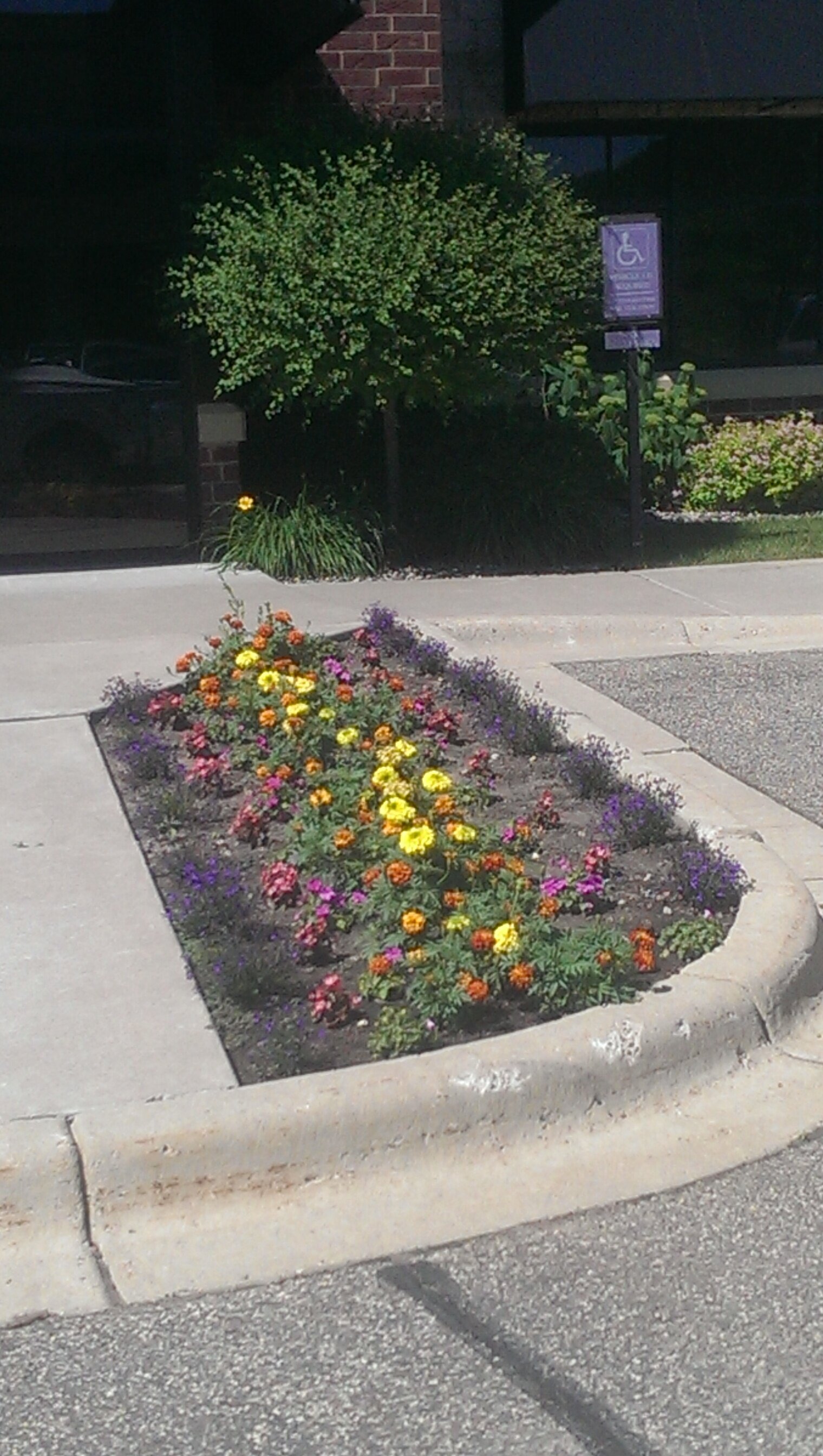 Commercial flower bed with yellow, orange and pink
