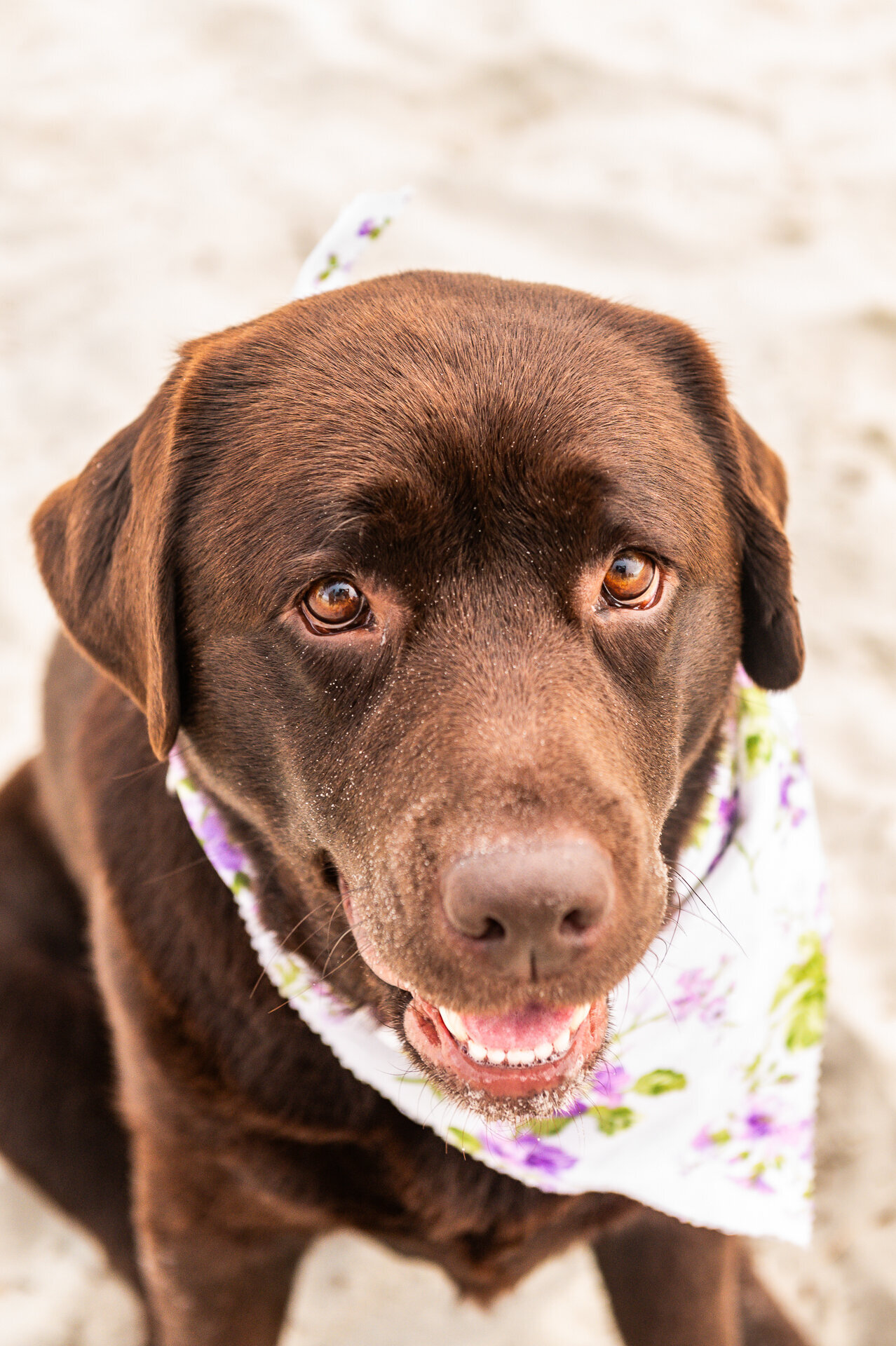 dog on hilton head island beach