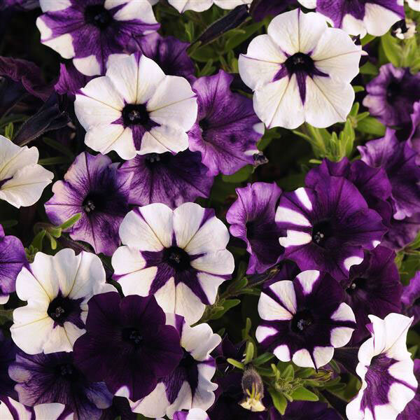 Petunia-Shock-Wave-Purple-TieDye