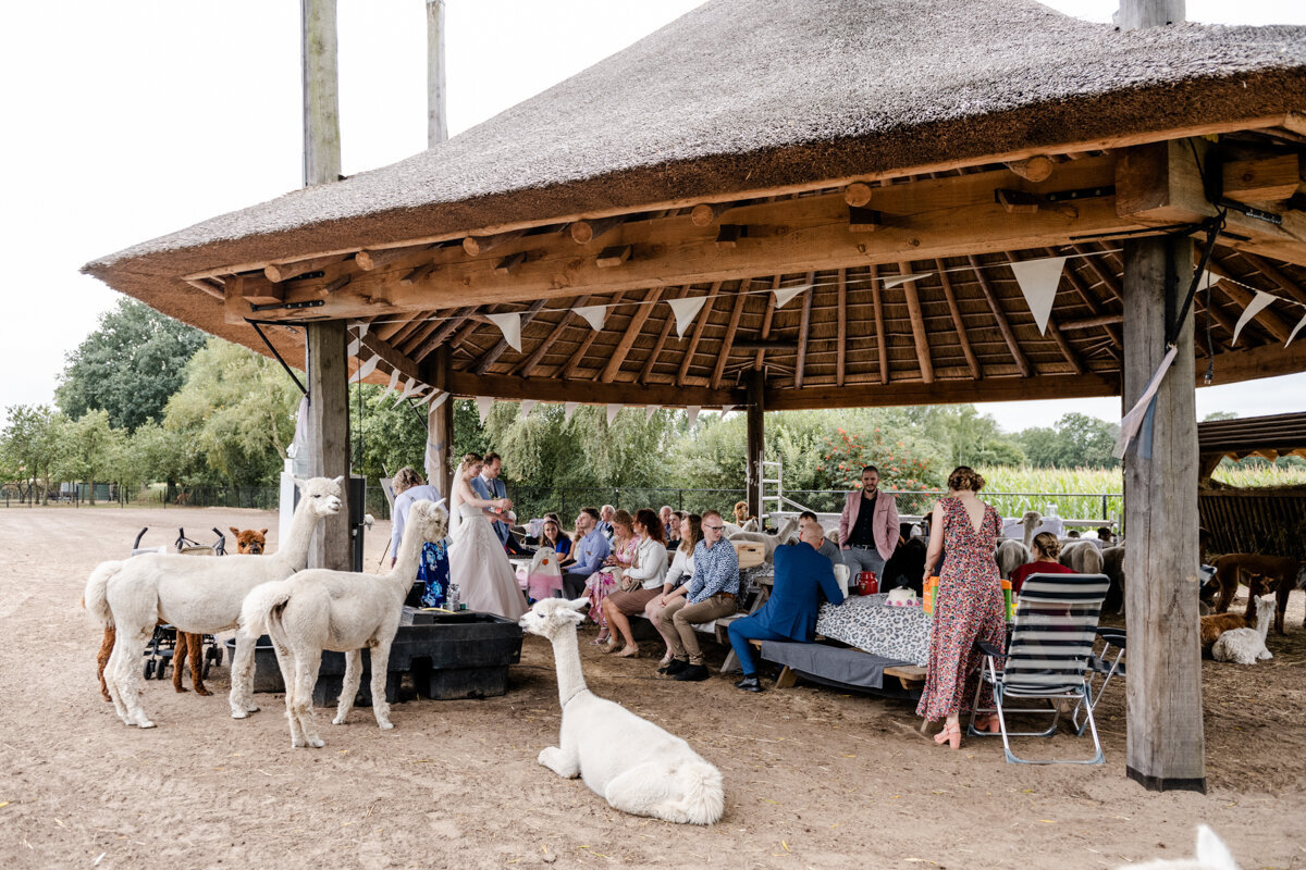 Alpaca bruiloft, trouwen in Beetsterzwaag, trouwfotograaf Friesland (91)