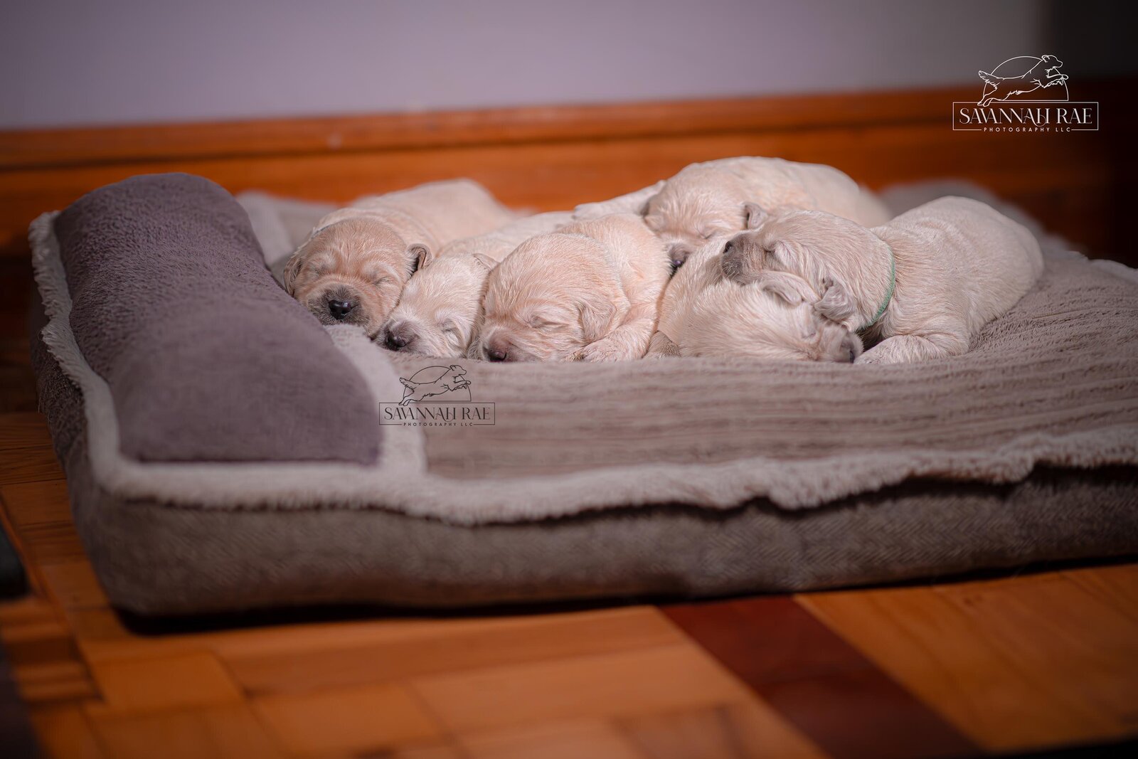 Puppy 2 week-12 copy