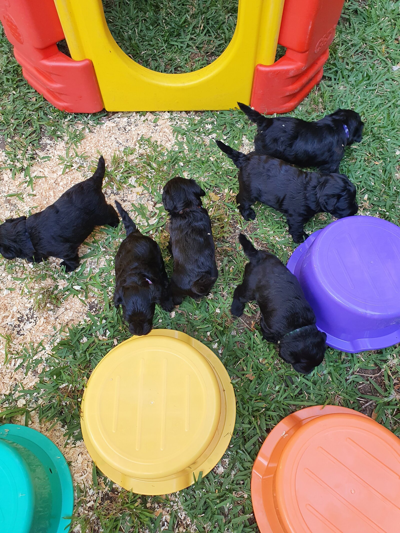 farmstay-dogs-schnoodle-breeders-schnoodle-puppies-nsw24