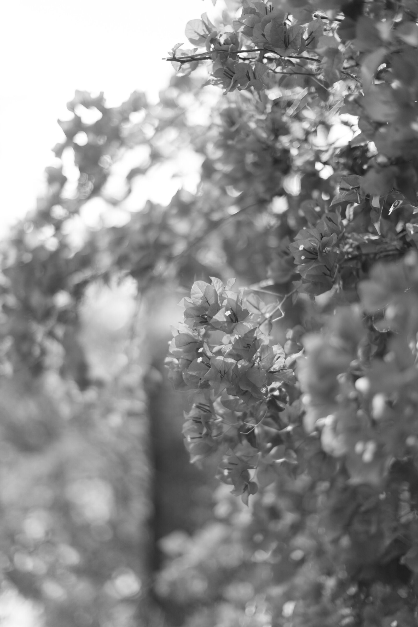 0155-IMG_9023-AshleyRaePhotography