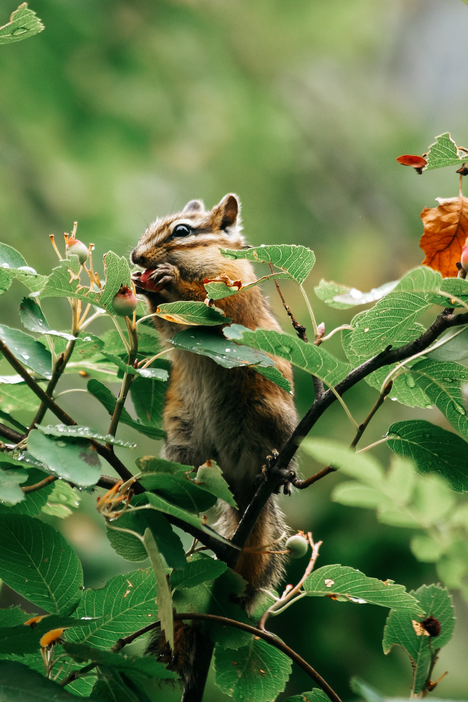 Sasha_Reiko_Photography_Travel_Glacier_National_Park-7