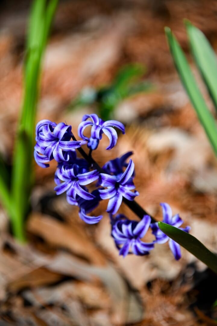 Spring Flowers Knoxville TN