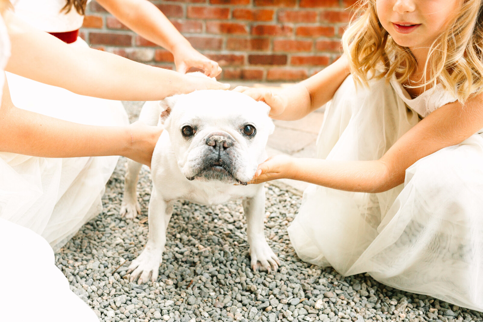 Dog at a wedding in Santa Cruz, California in the redwood trees.