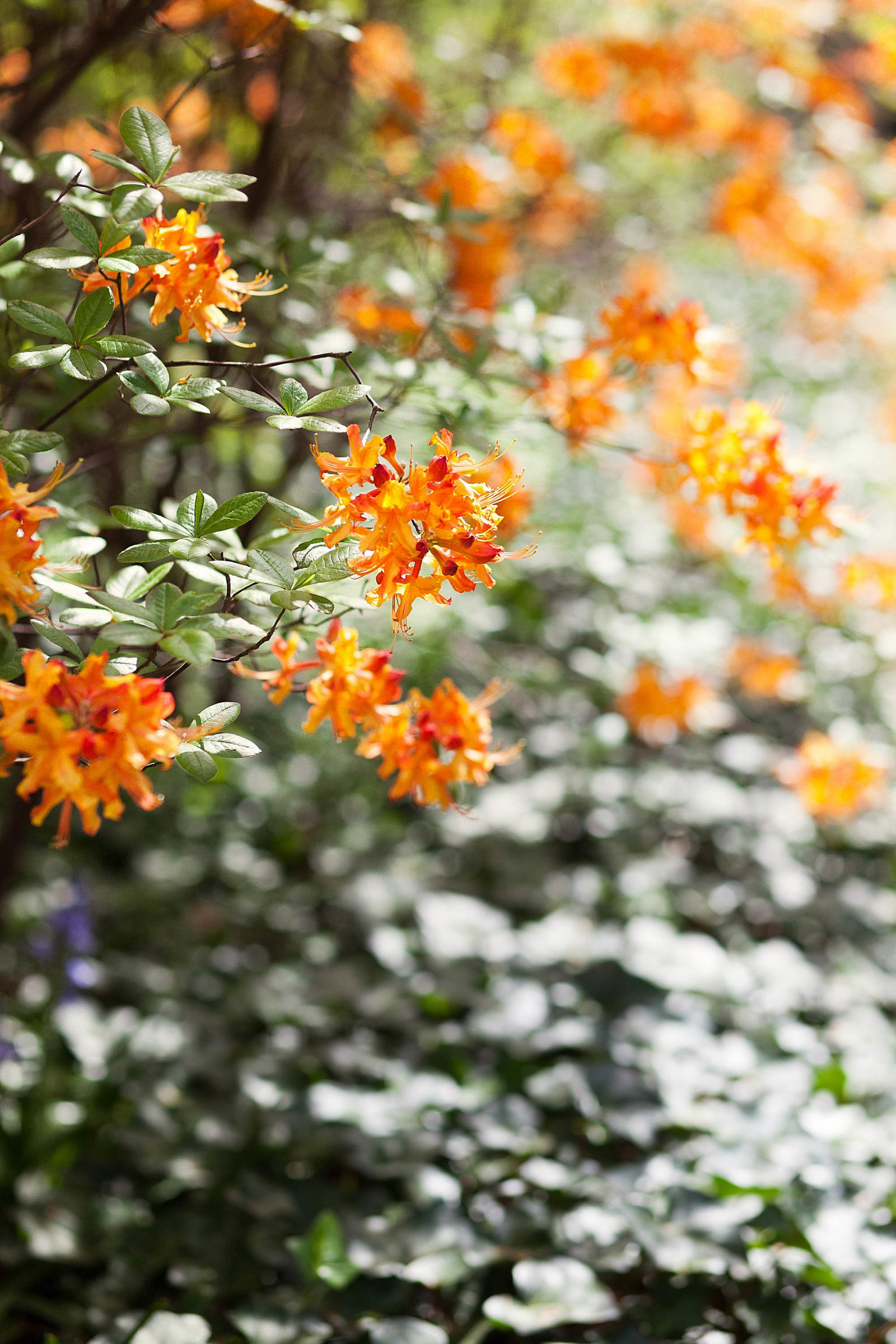 orange-flower-garden-wilmington-de-kate-timbers-photography-1266