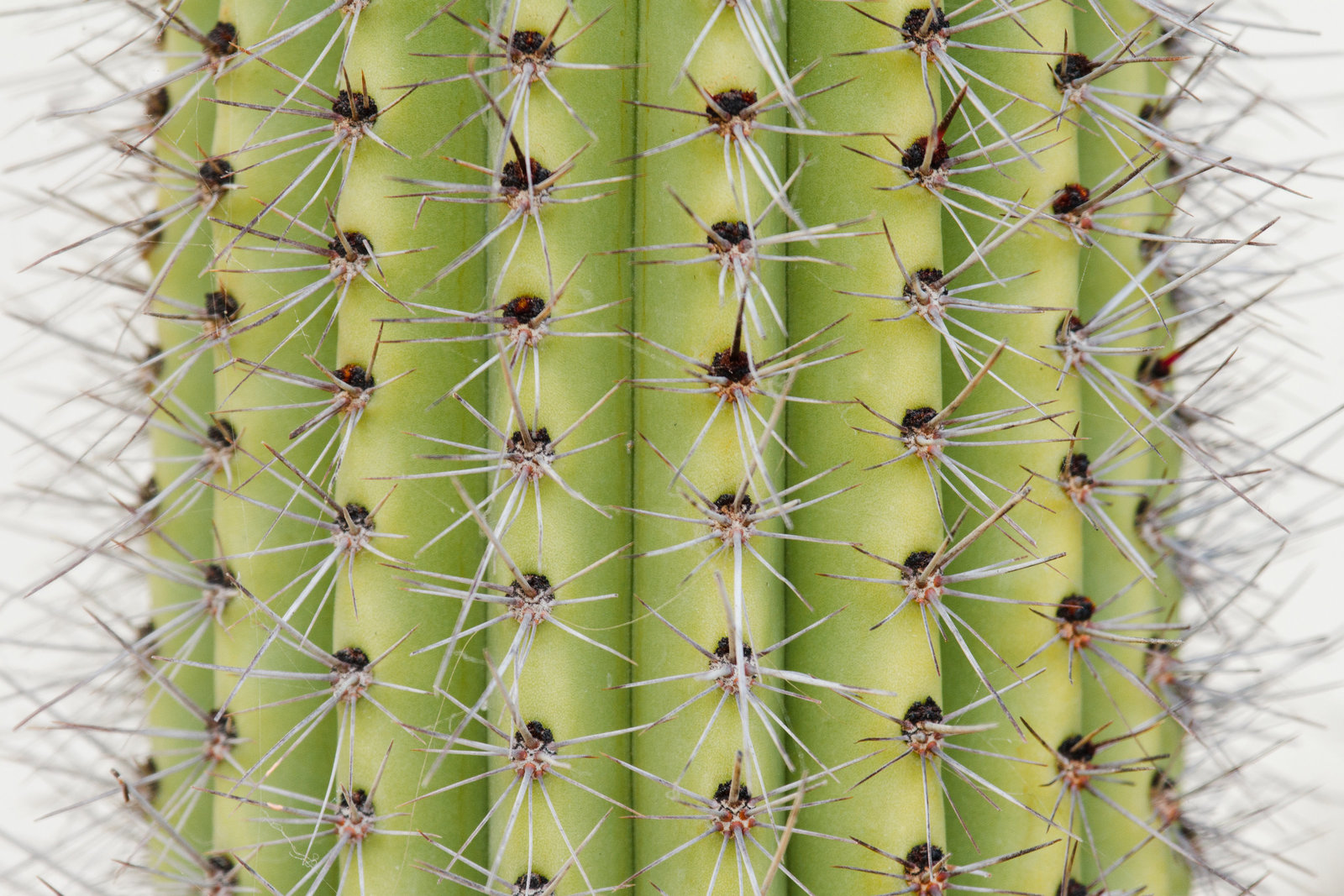 cameron-zegers-travel-photographer-mexico-cactus