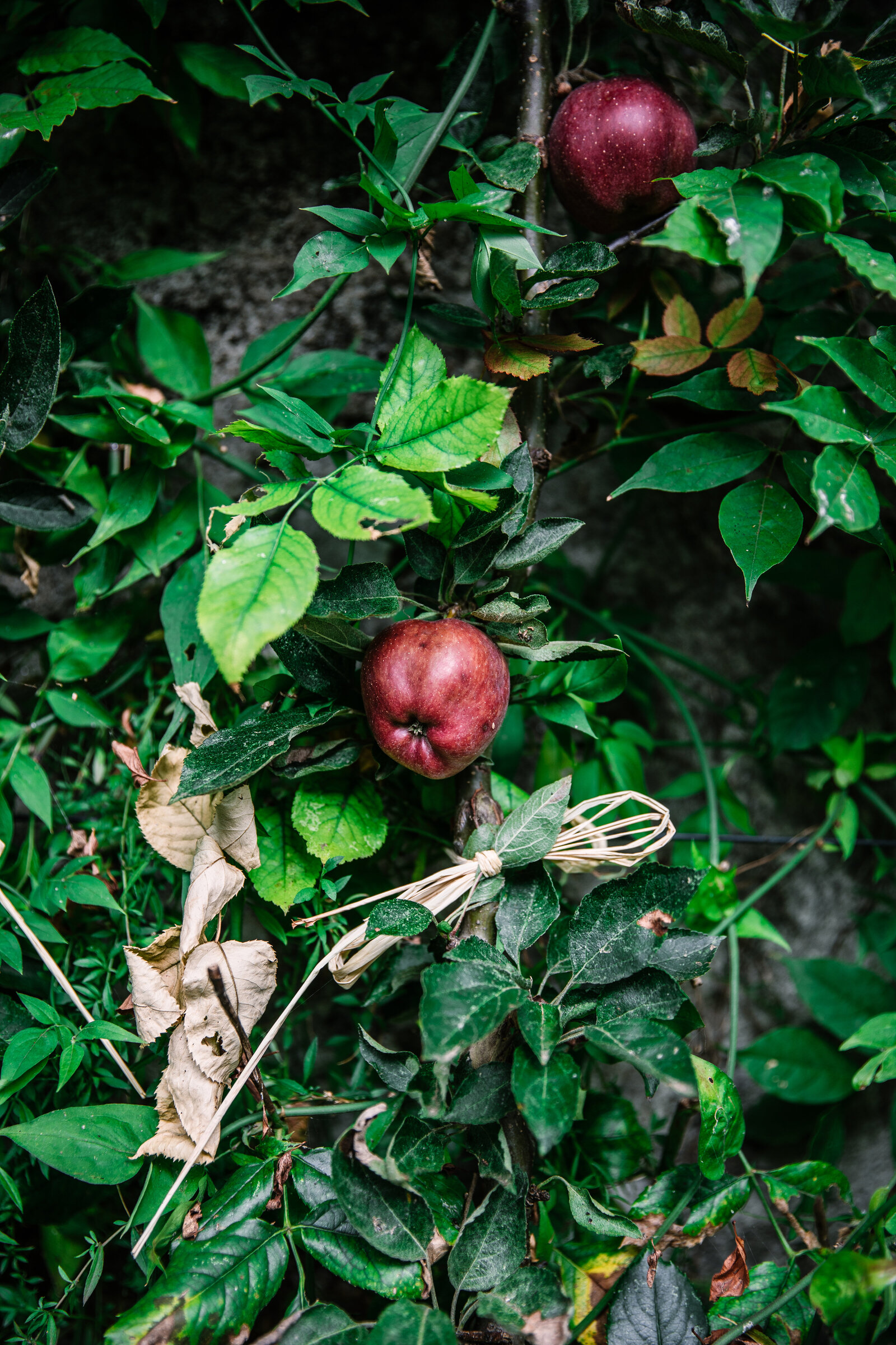 Apples and garden September-3