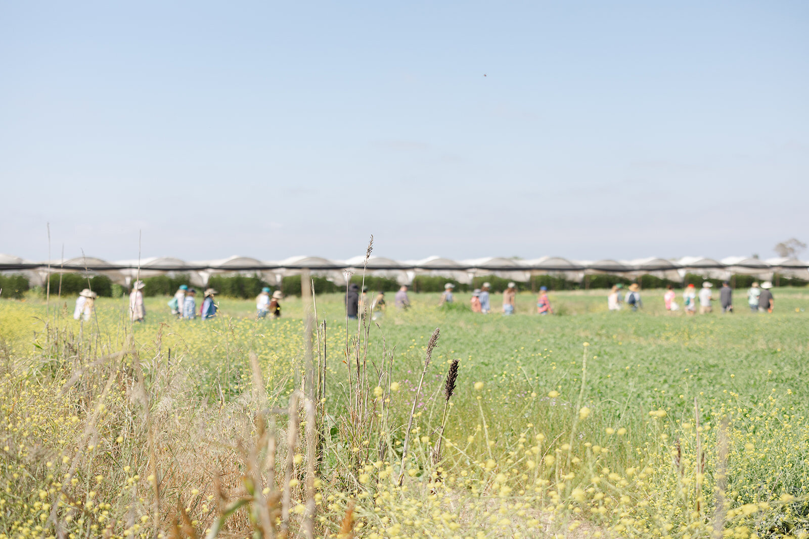 Brookeboroughphotography_californiaorganiccenter-19328