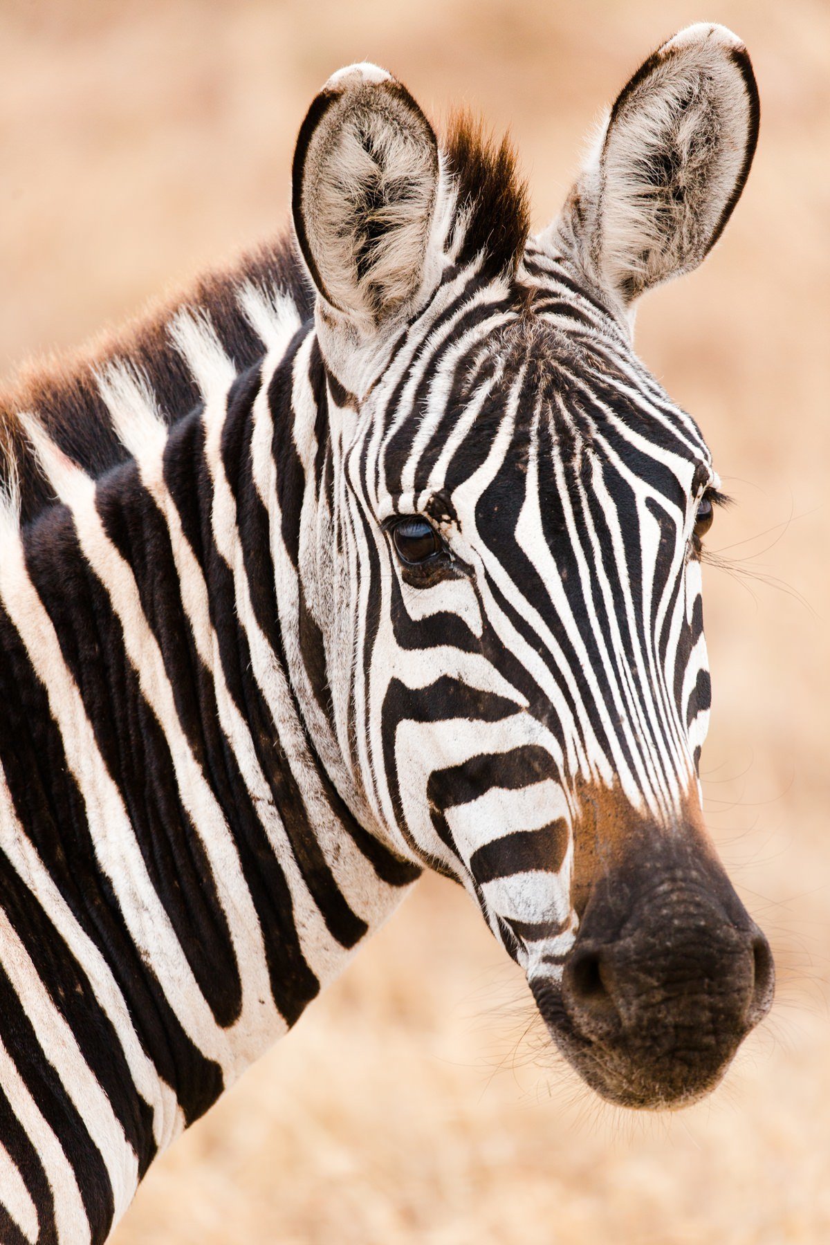 cameron-zegers-travel-photographer-tanzania-animal-zebra-portrait