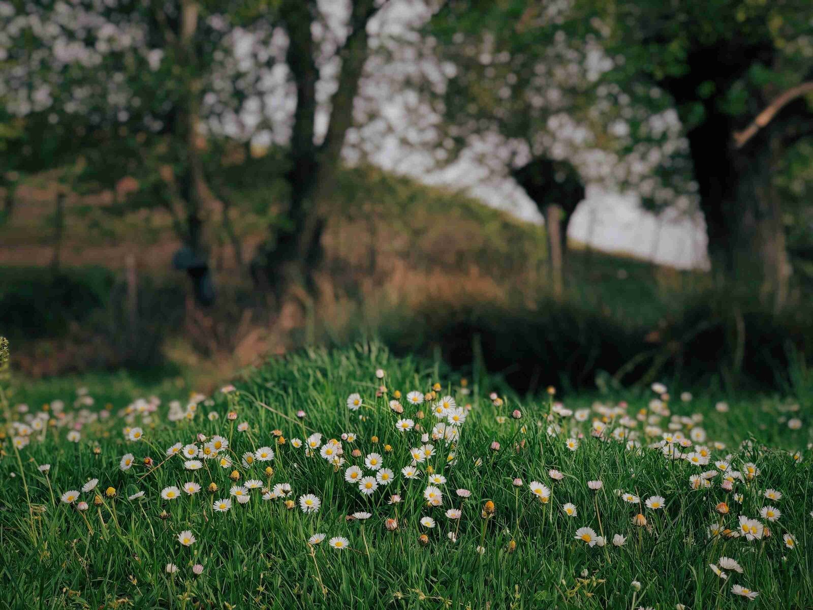 A vibrant patch of daisies blooming amidst lush green grass, creating a cheerful and lively scene in nature.