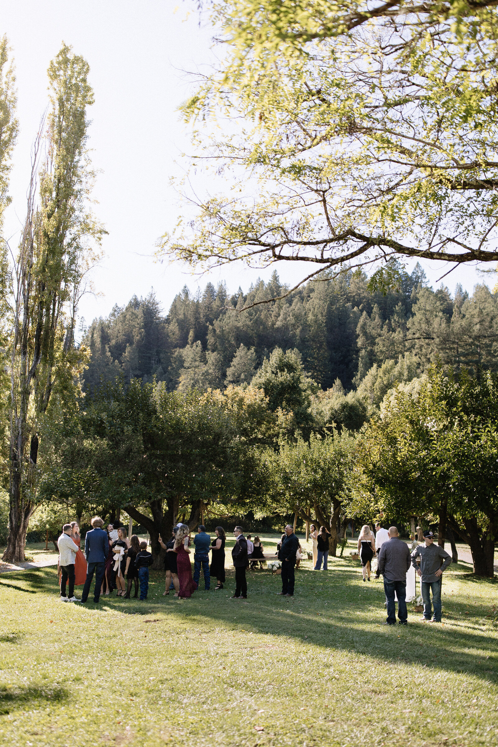 Guests mingle during cocktail hour in apple orchard at Dawn Ranch wedding venue in Northern California