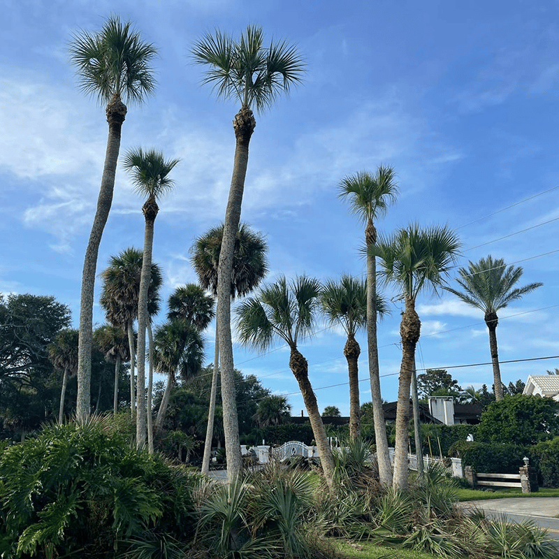 East-Coast-Landscaping-tree-trimming-after