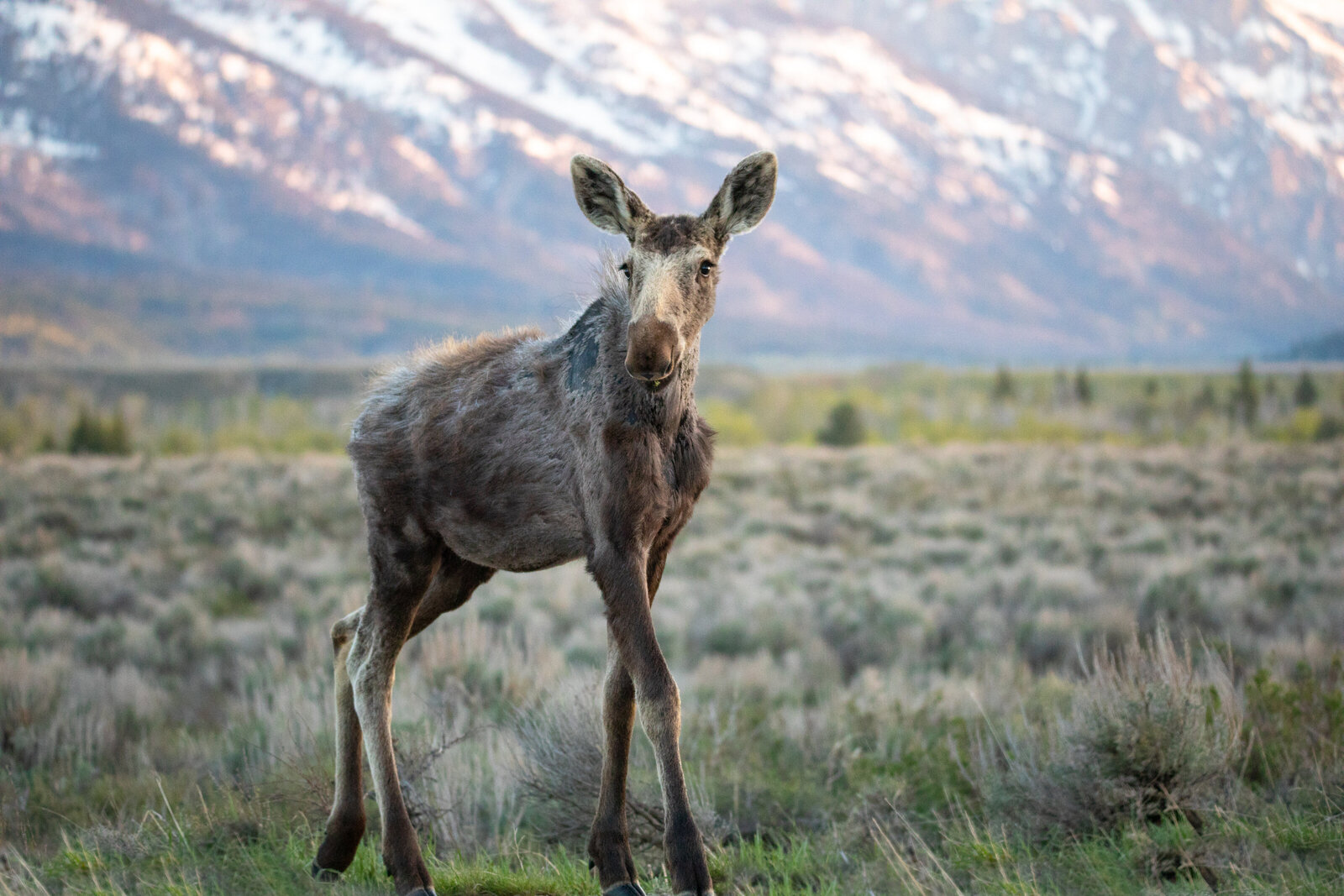 2018-05-18-275A8174-moose-gtnp-Edit