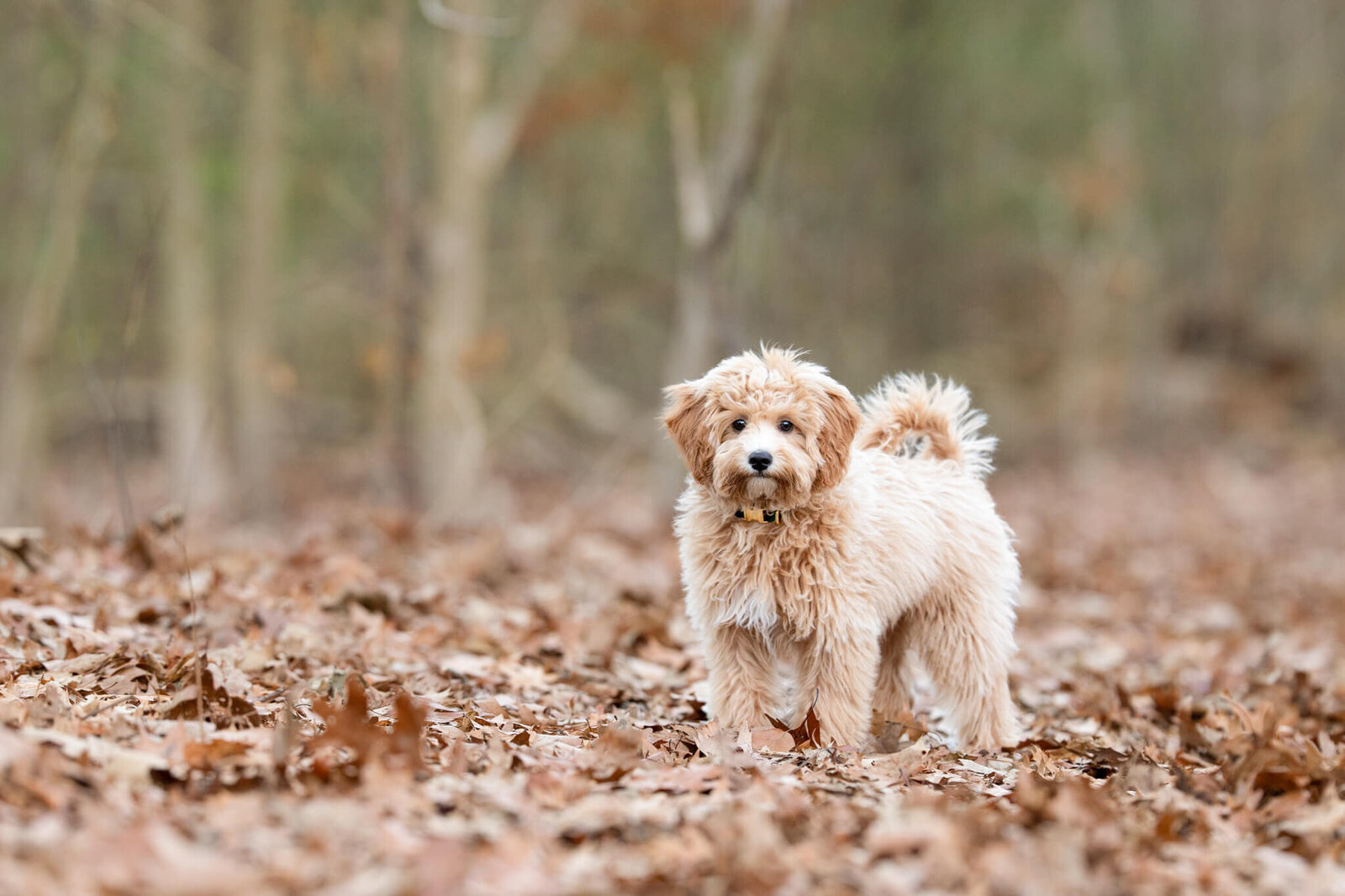 Golden Doodle puppy in the woods