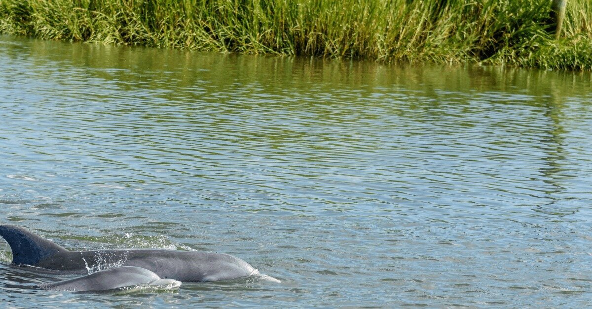 Dolphin Shot