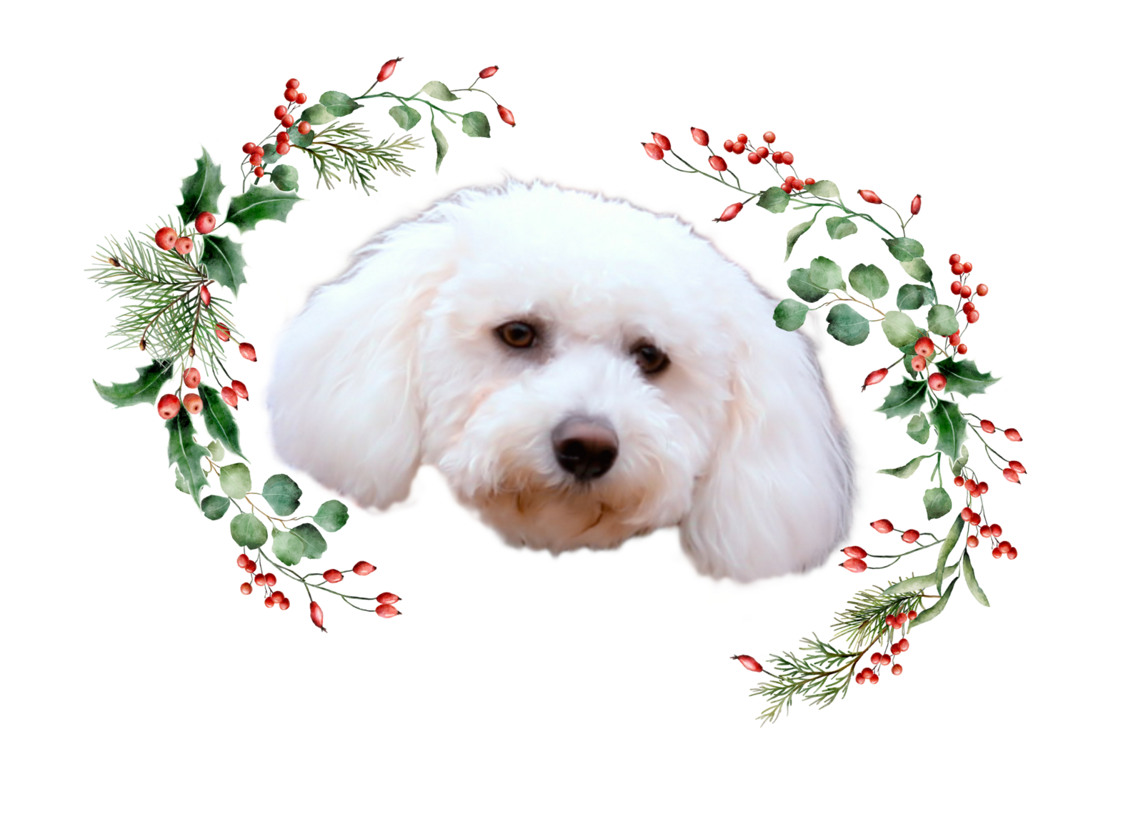 Christmas Dillon 2023