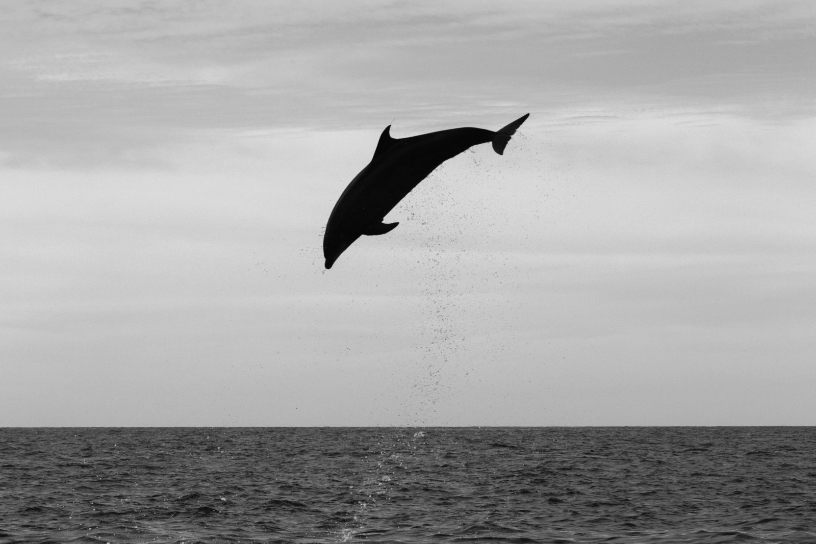 cameron-zegers-travel-photographer-baja-mexico-dolphin-jump