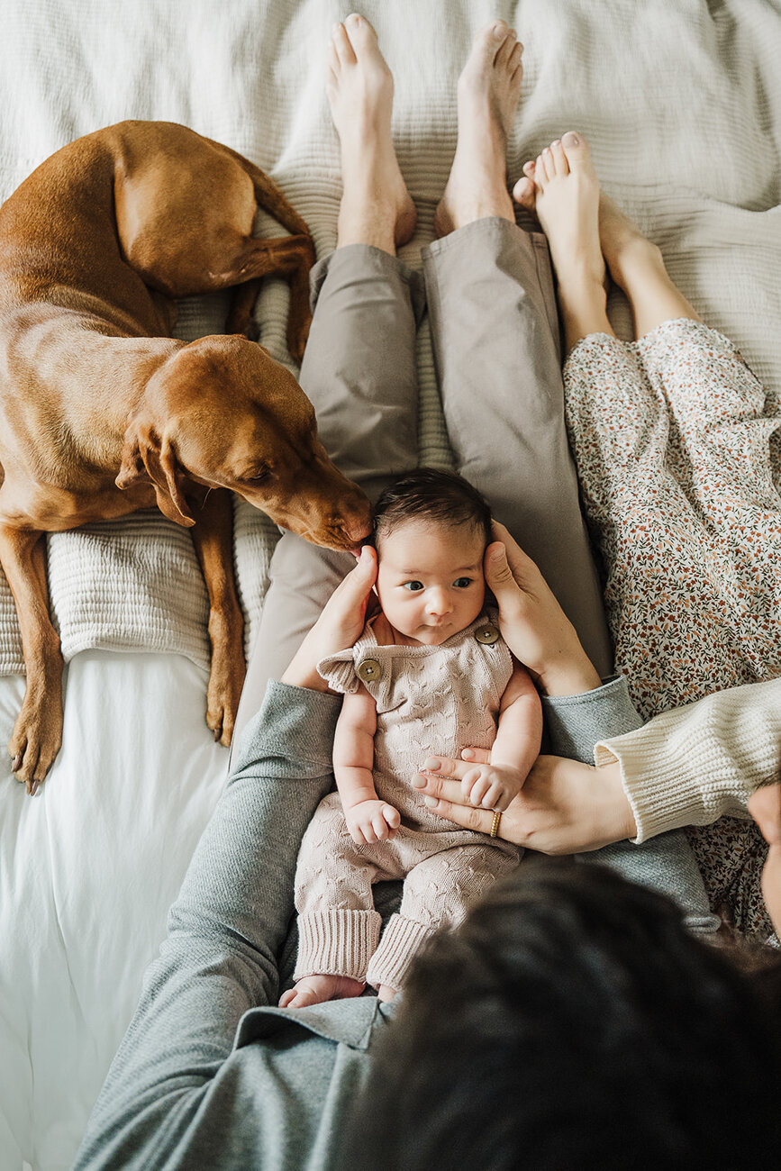dog sniffs the head of new baby laying on bed with parents