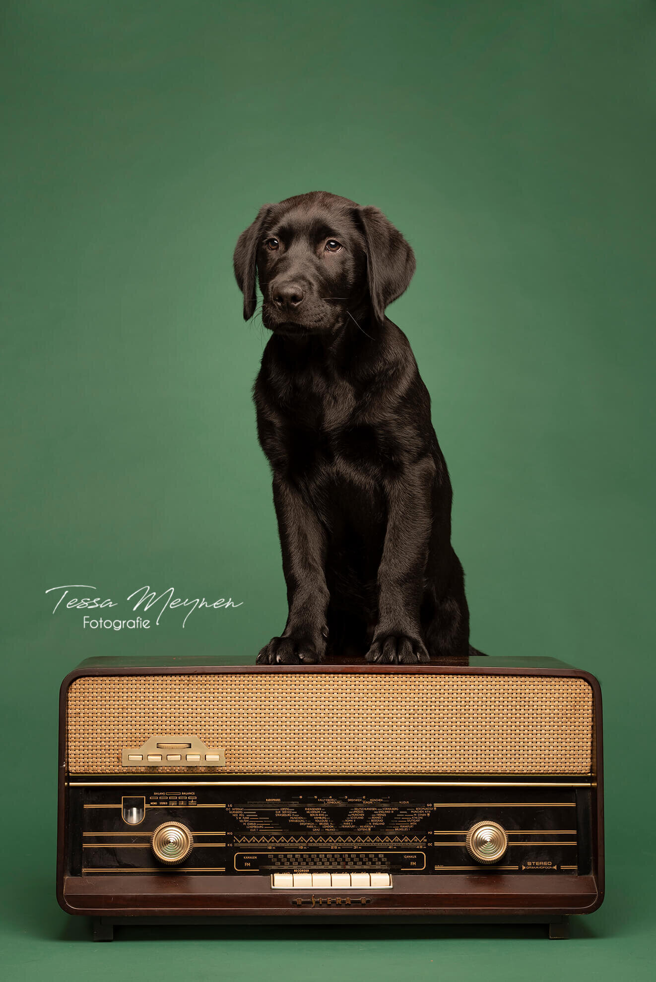 Zwarte labrador op een oude radio