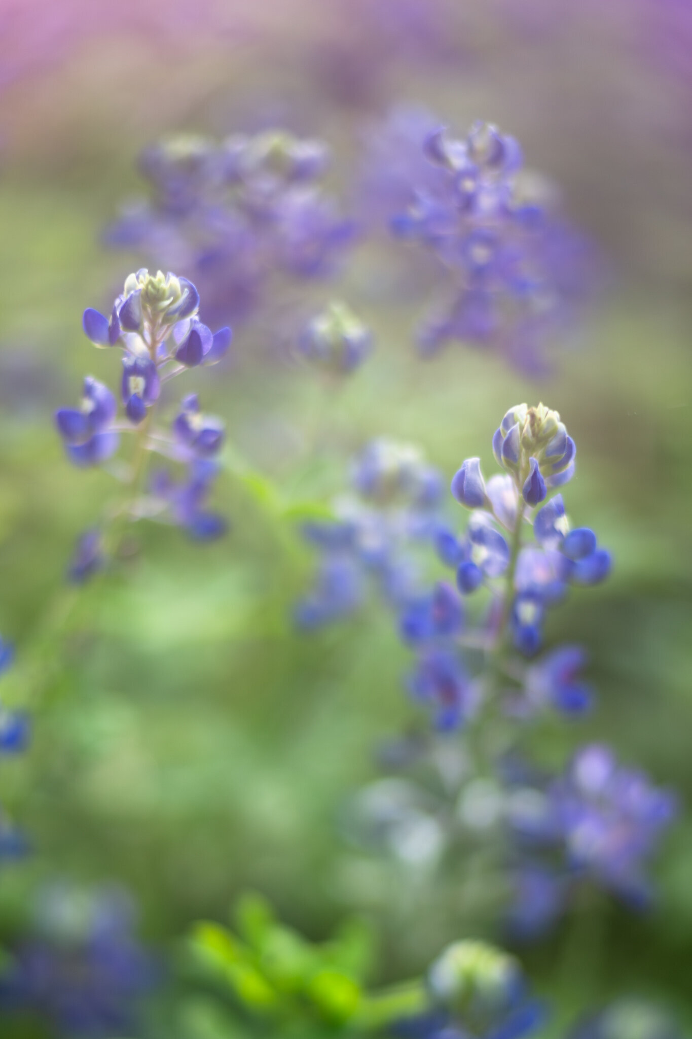 fine_art_photographer _158