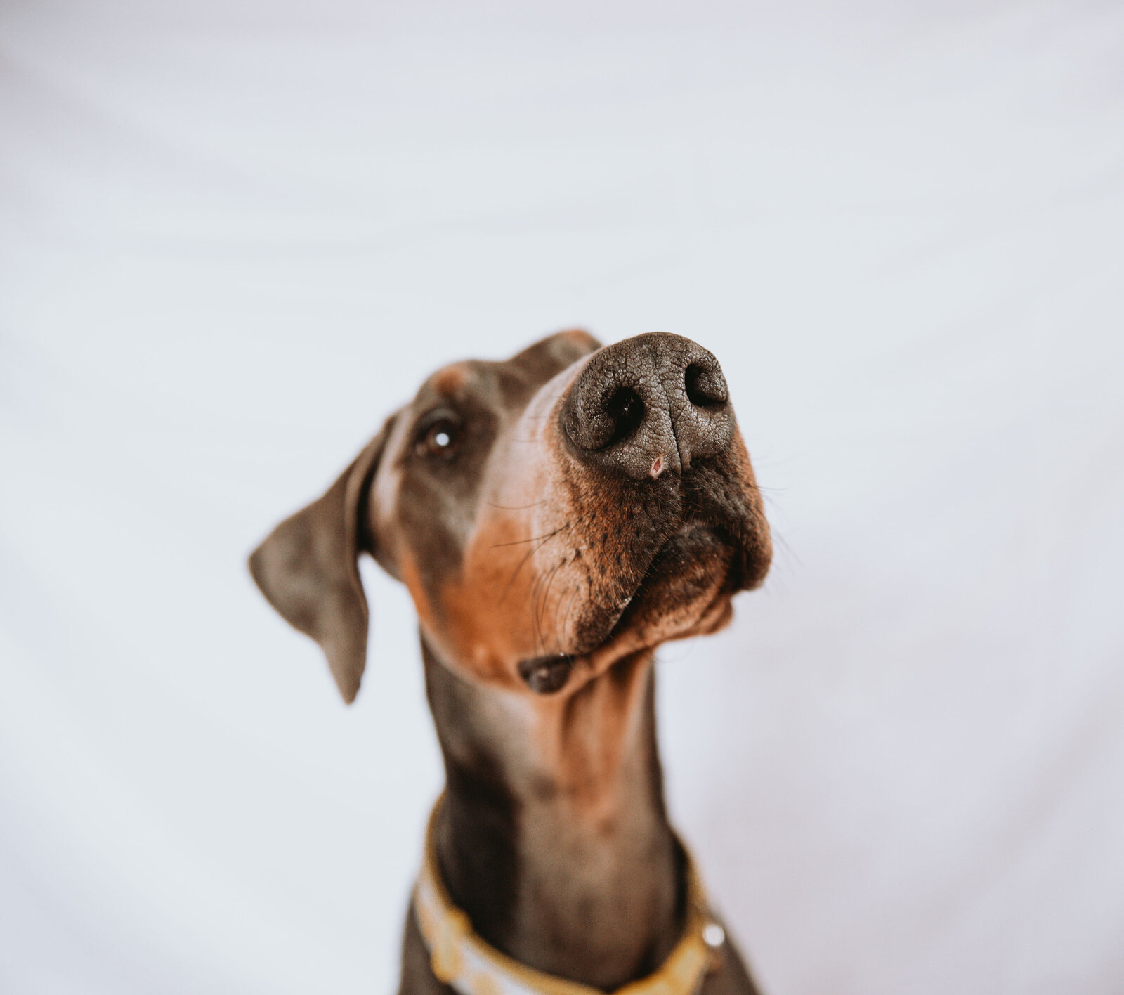 family dog posing in front of a white backdrop