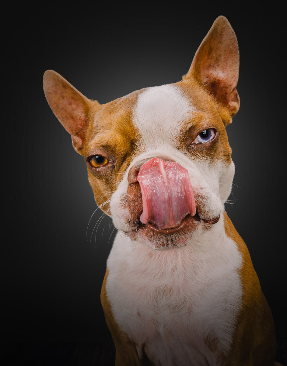 boston terrier licking lips