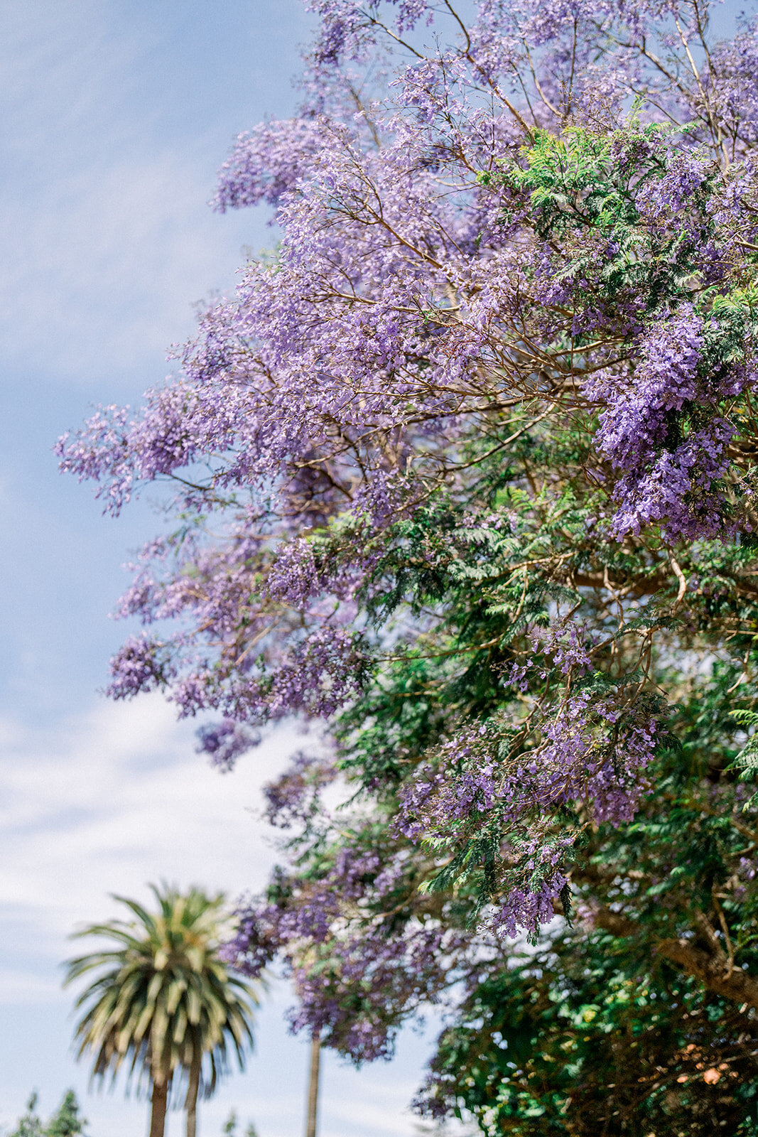 A stunning blossoming tree in full bloom at Filoli Estate, providing a romantic backdrop for the wedding celebration.