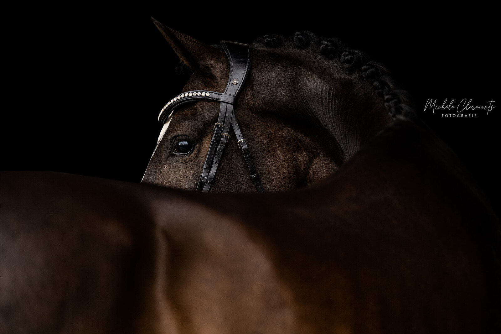 DSC_2426-5-paarden-fotografie-michèle clermonts fotografie