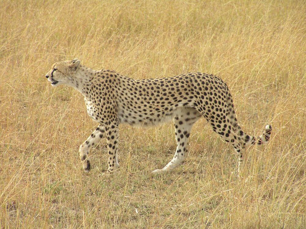 Africa_Africa Cheetah 3_KM