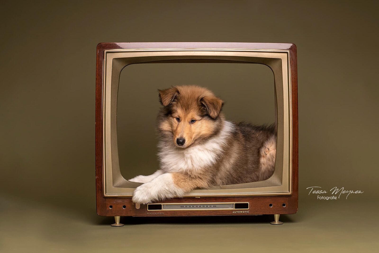 Schotse collie pup in een oude tv