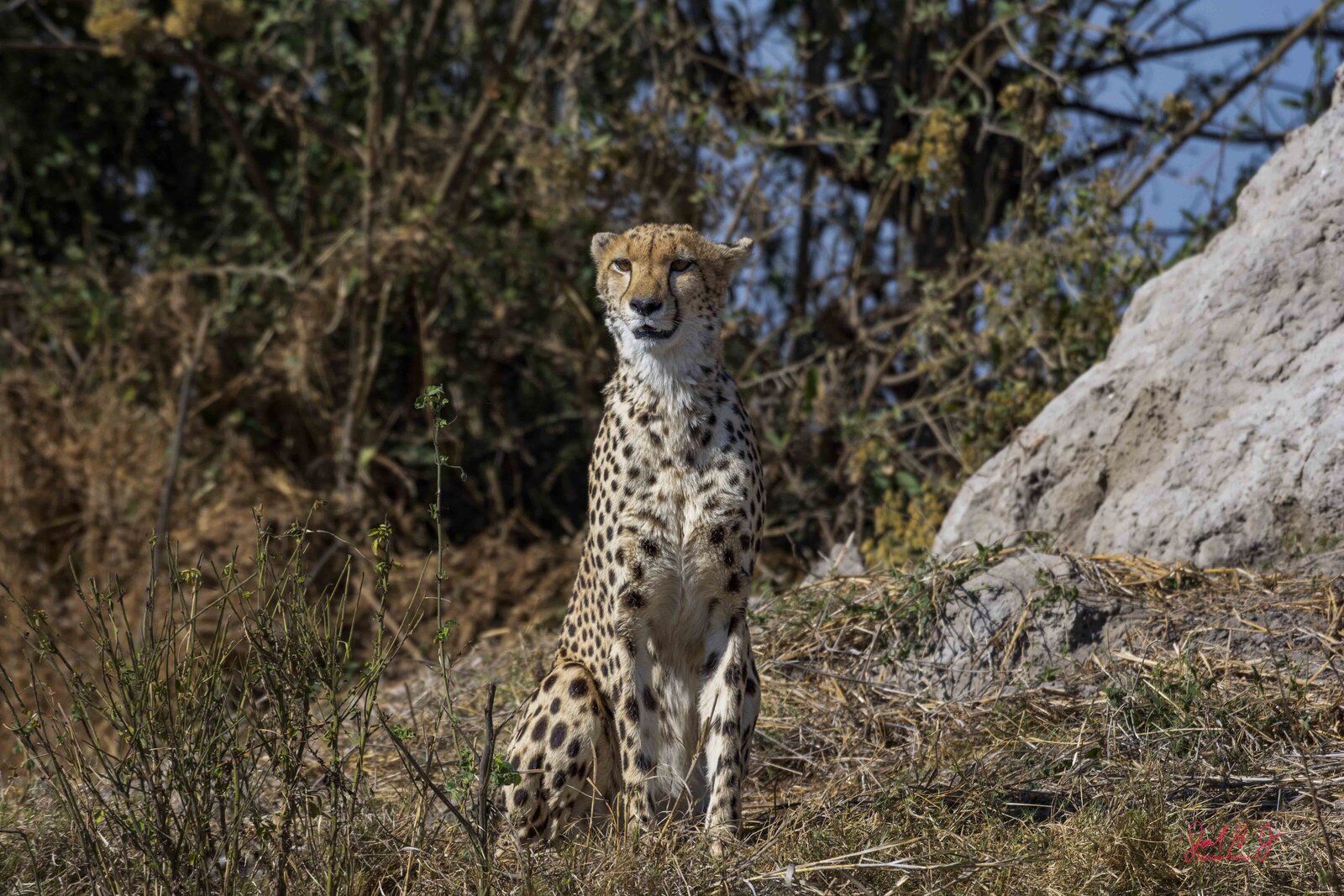 2017 Cheeta (1)