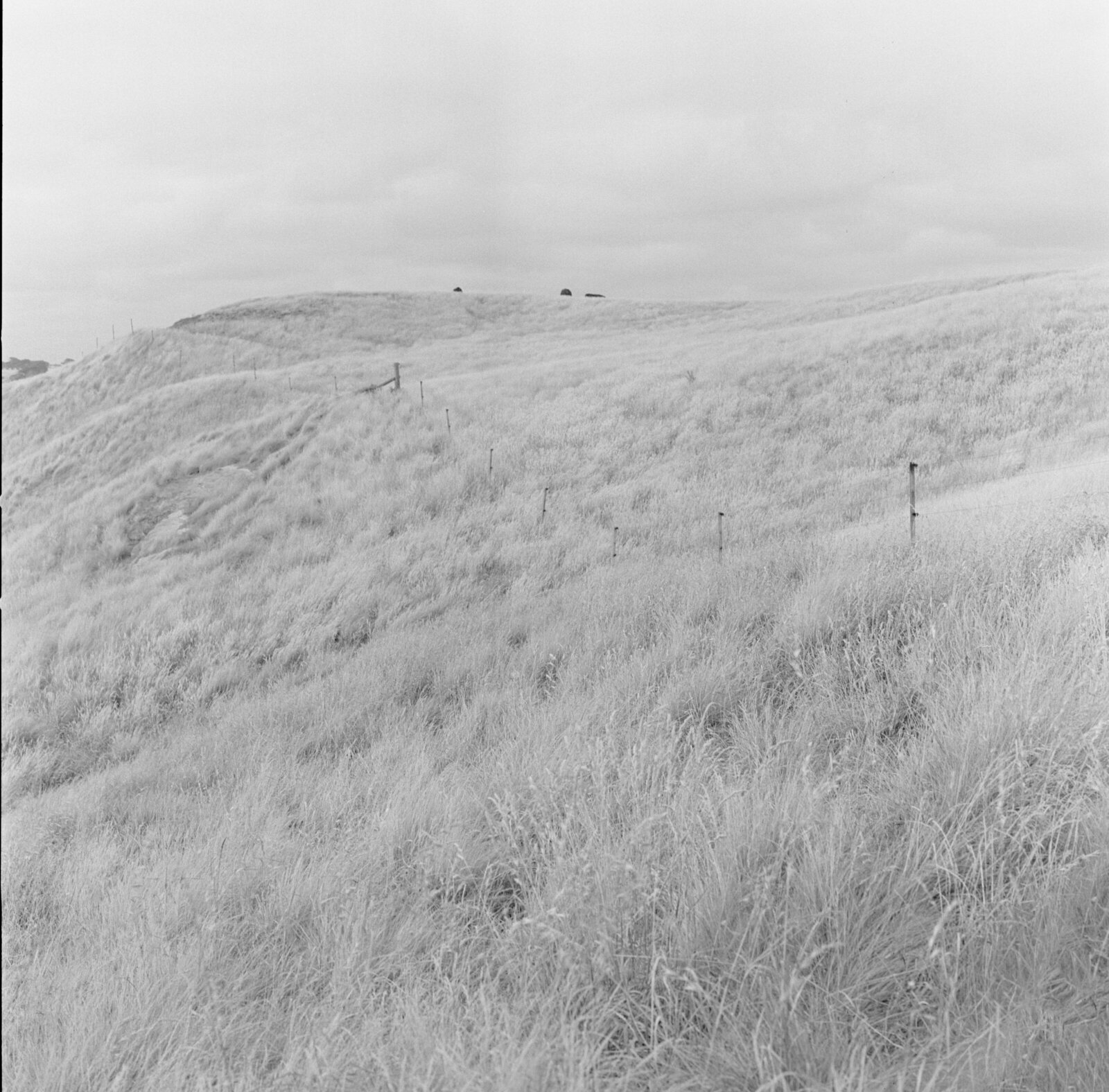 film-wedding-photos-35mm-Briars-Atlas-4064