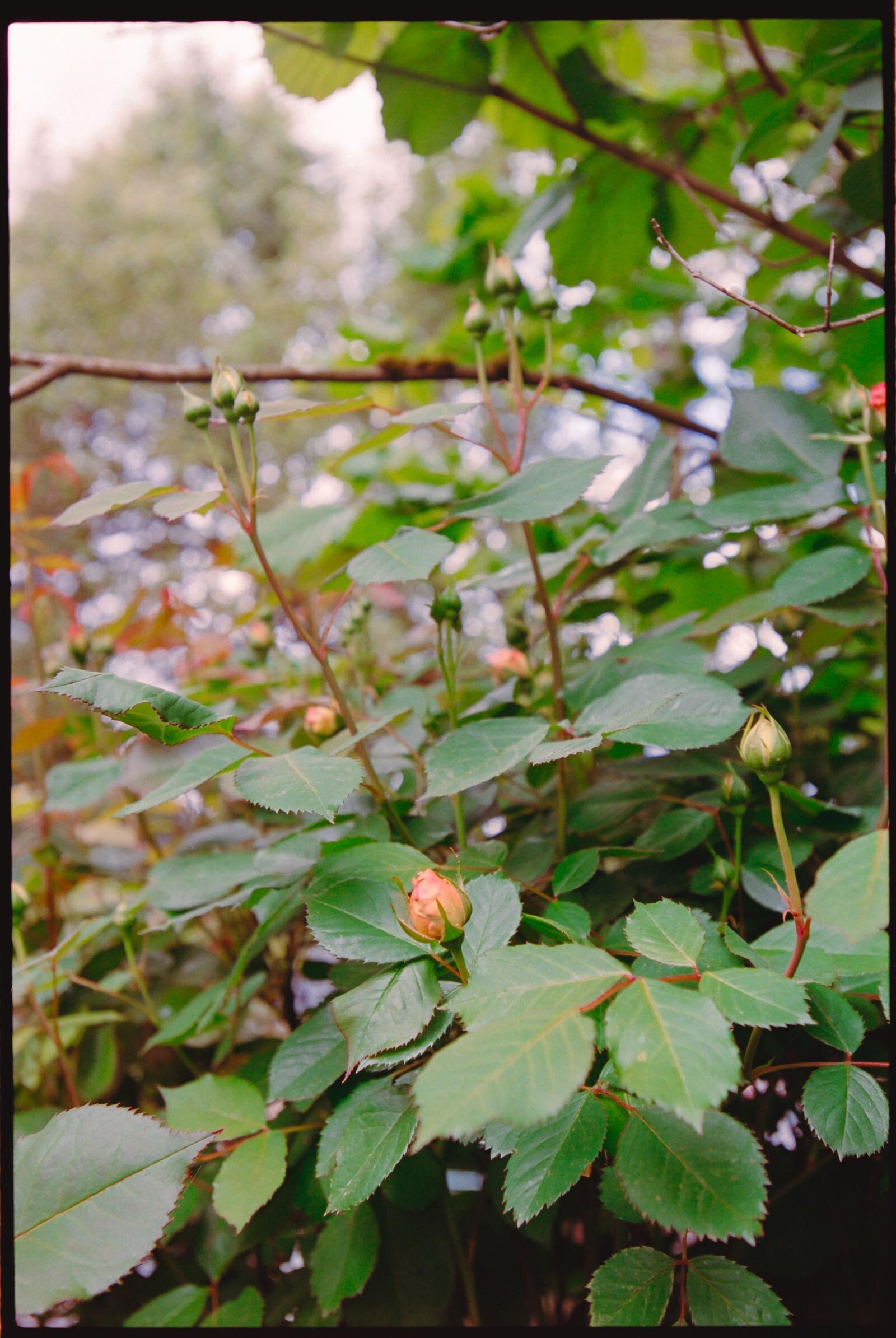 Backyard-Wedding-Portland-Jess-Buckley-Photo-25