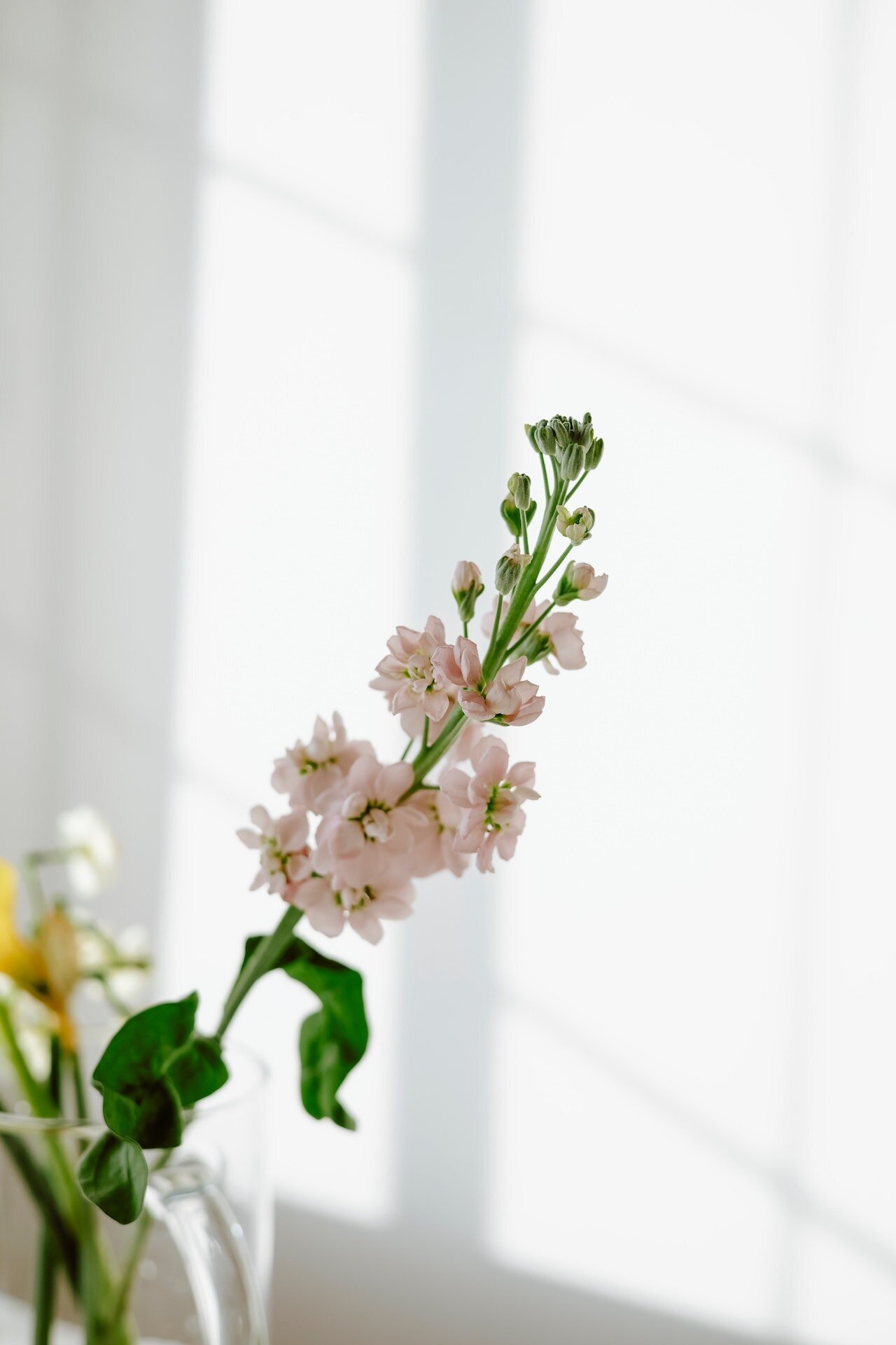 pexels-anna-nekrashevich-7552698