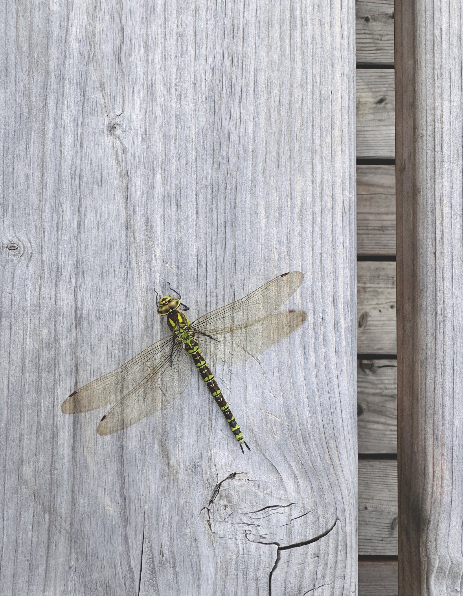 Dragonfly resting on wood, highlighting the serene natural beauty at The Campus Alps.com, perfect for outdoor retreats and nature-inspired relaxation in the Alps.
