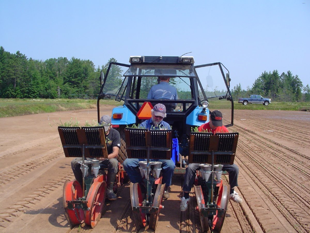 Transplanting Vine Plugs