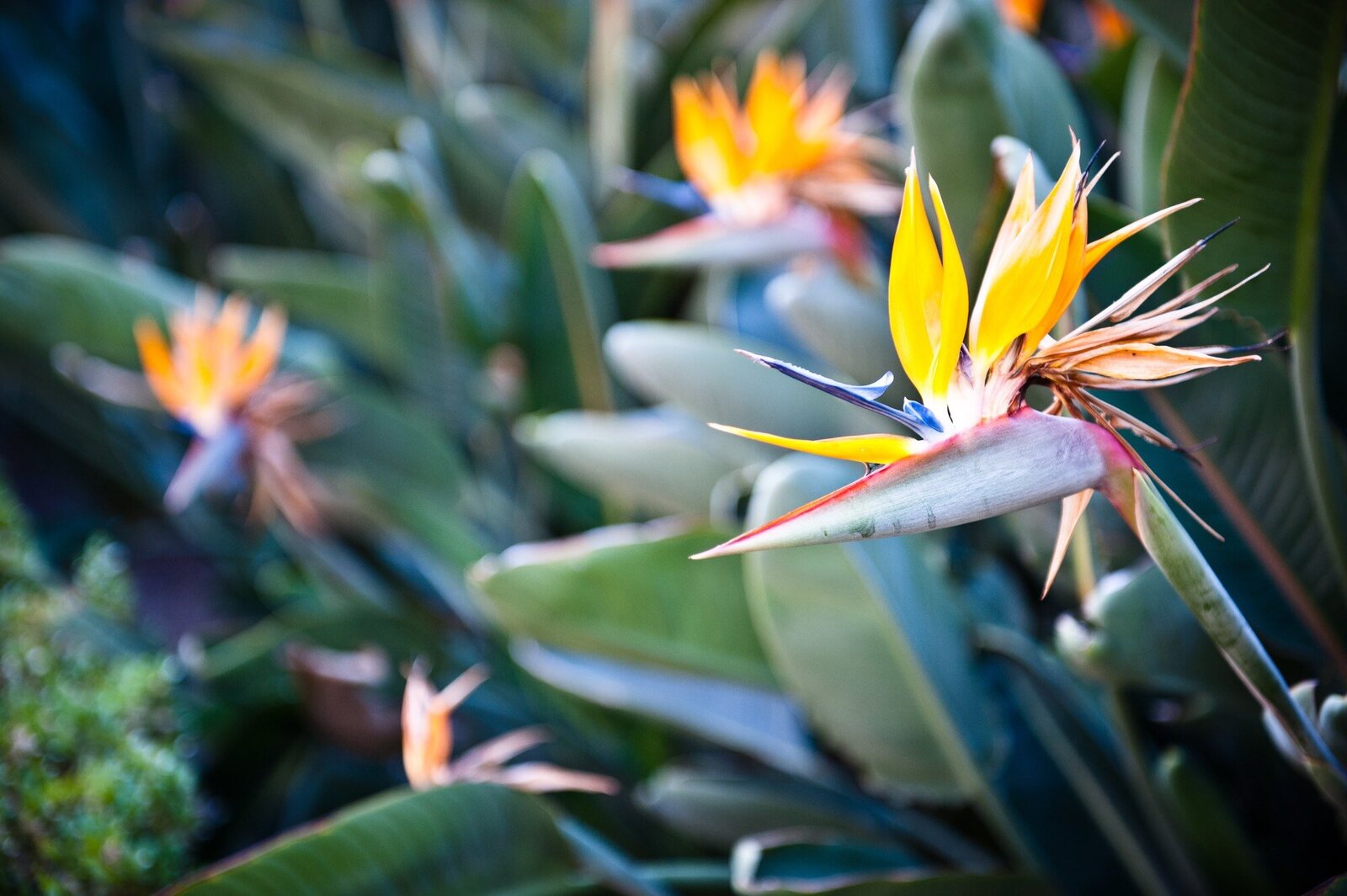 Birds of paradise flowers