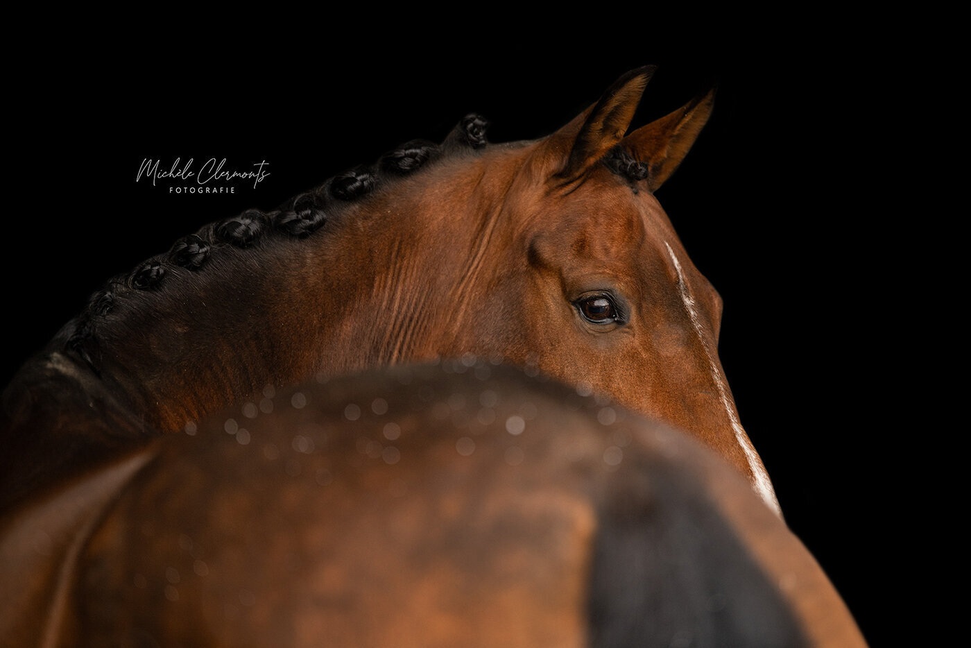 DSC_1405-3-paardenfotografie-michèle clermonts fotografie-low