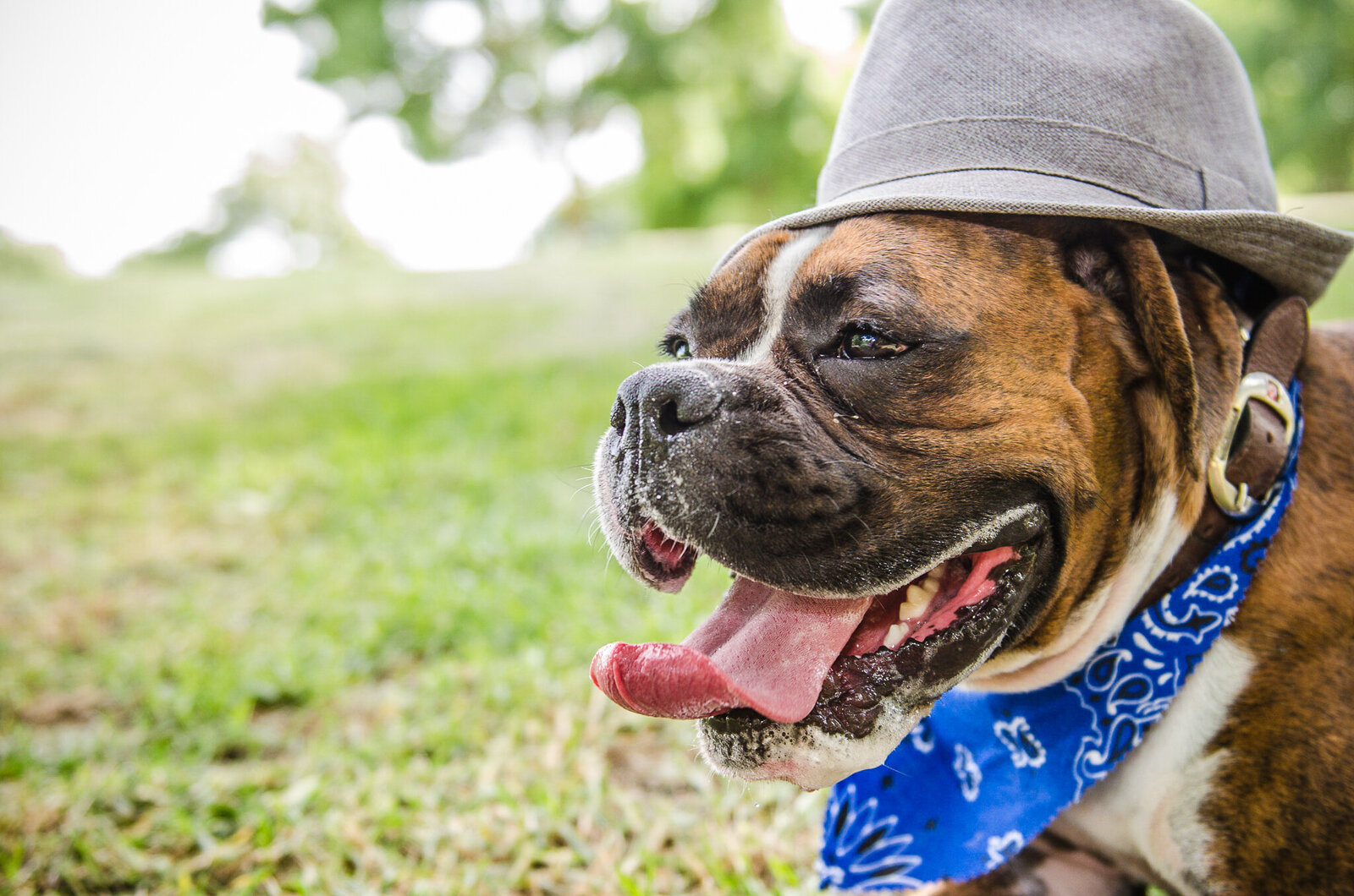 Dogs with character-7