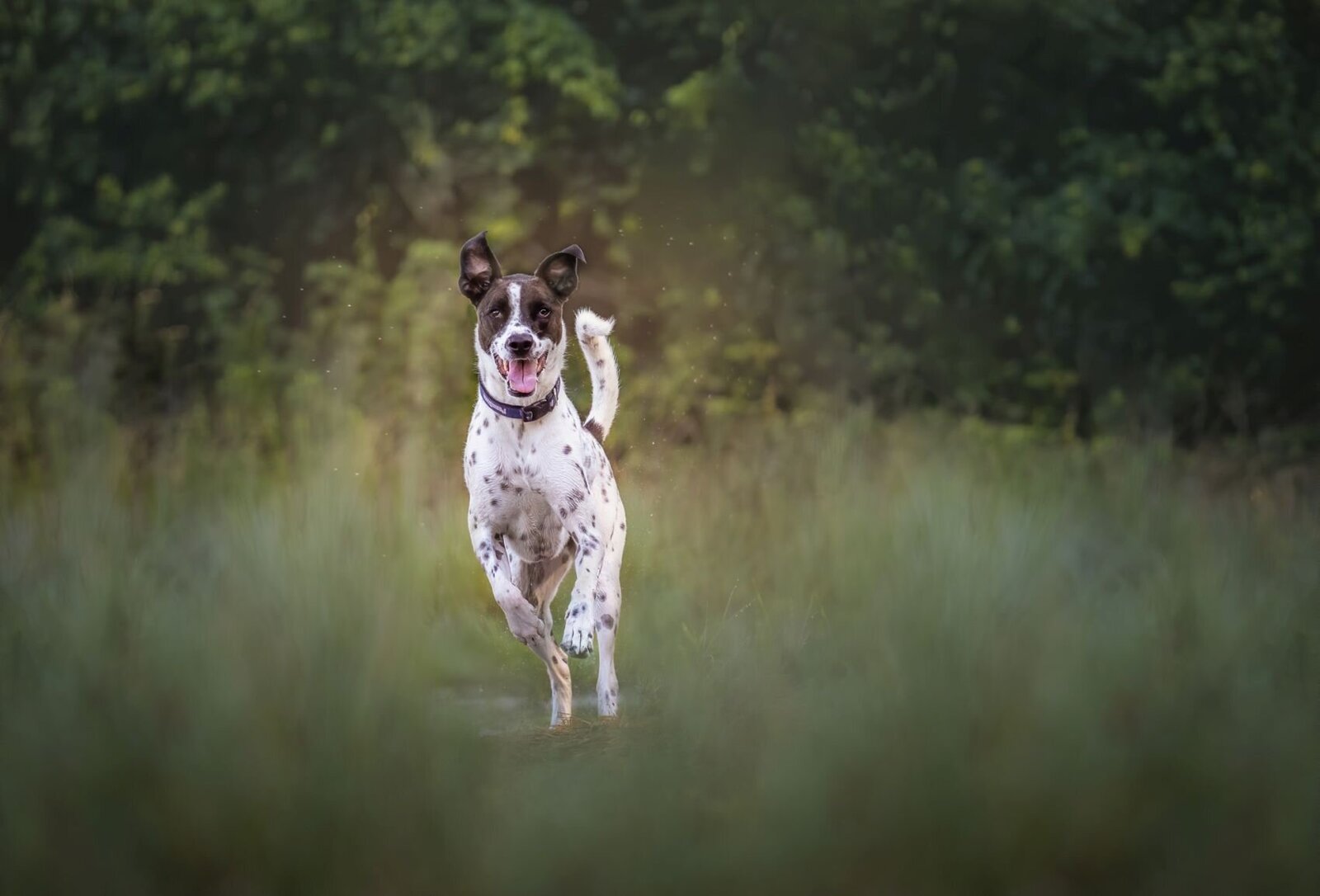 lilla-bordas-portraits-tampa-DOG-photographer1318_1