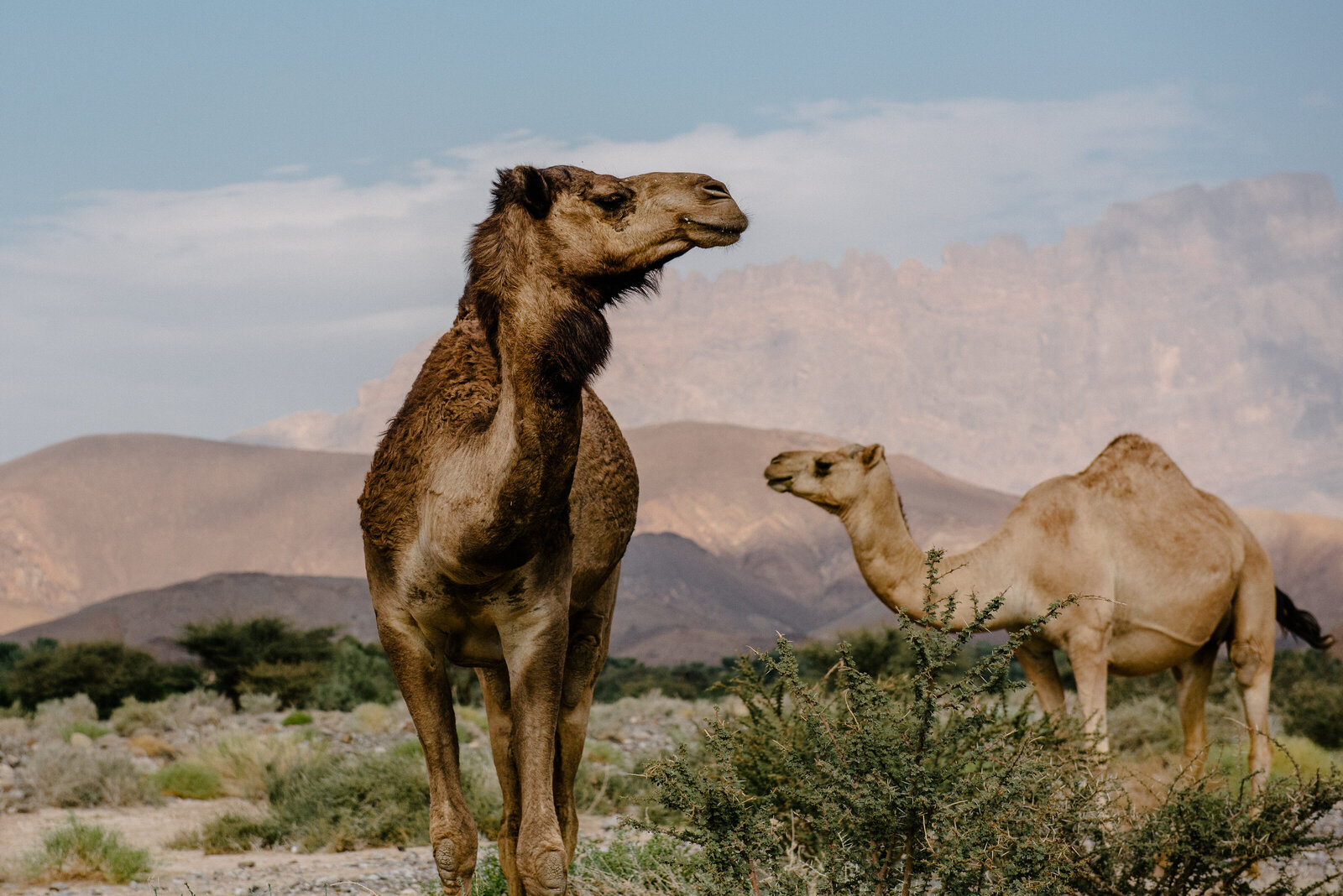 oman022